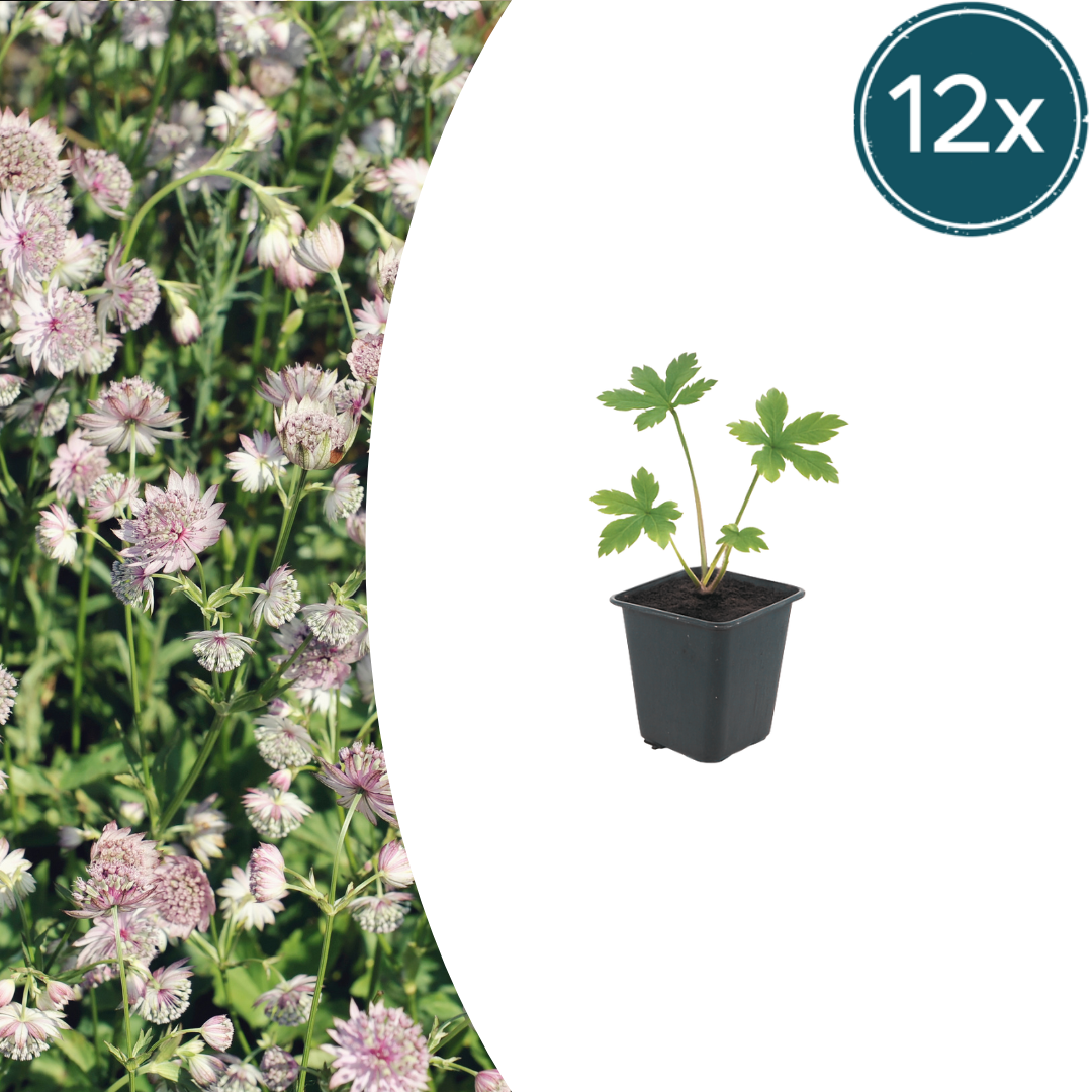 Astrantia major potmaat 9 cm hoogte 10 tot 25 cm