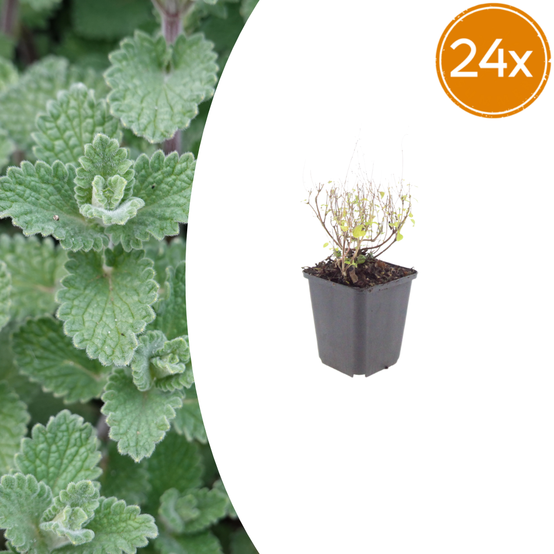 Calamintha n. nepeta potmaat 9 cm hoogte 10 tot 25 cm