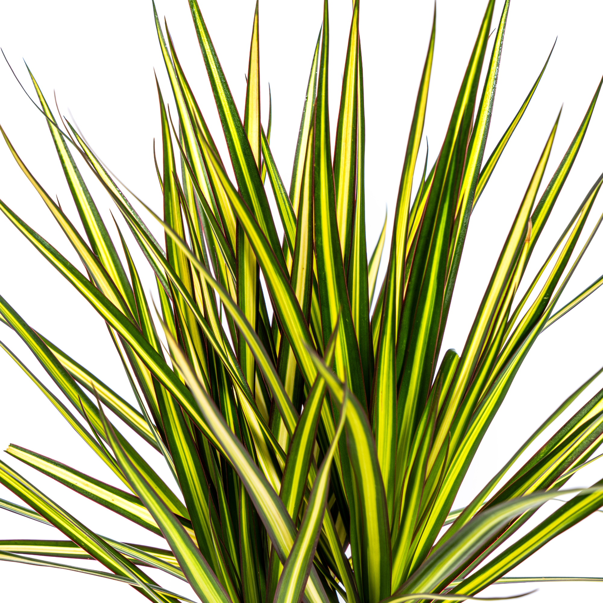 Dracaena Marginata Sunray Ø17cm - ↕60 - 80cm