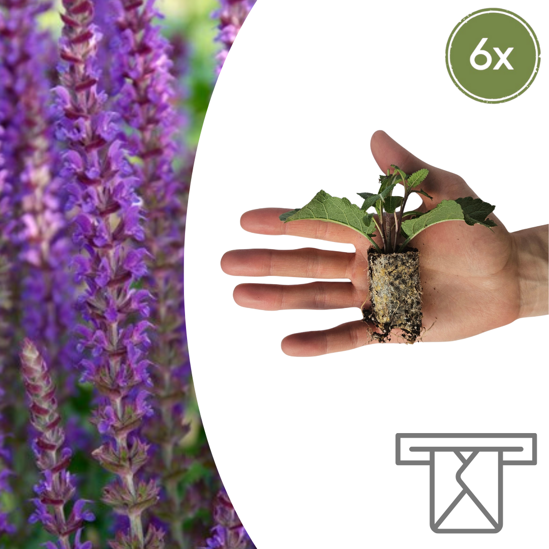 Salvia Zelf Kweken (plug) (6 stuks) potmaat 3 cm hoogte 4 cm