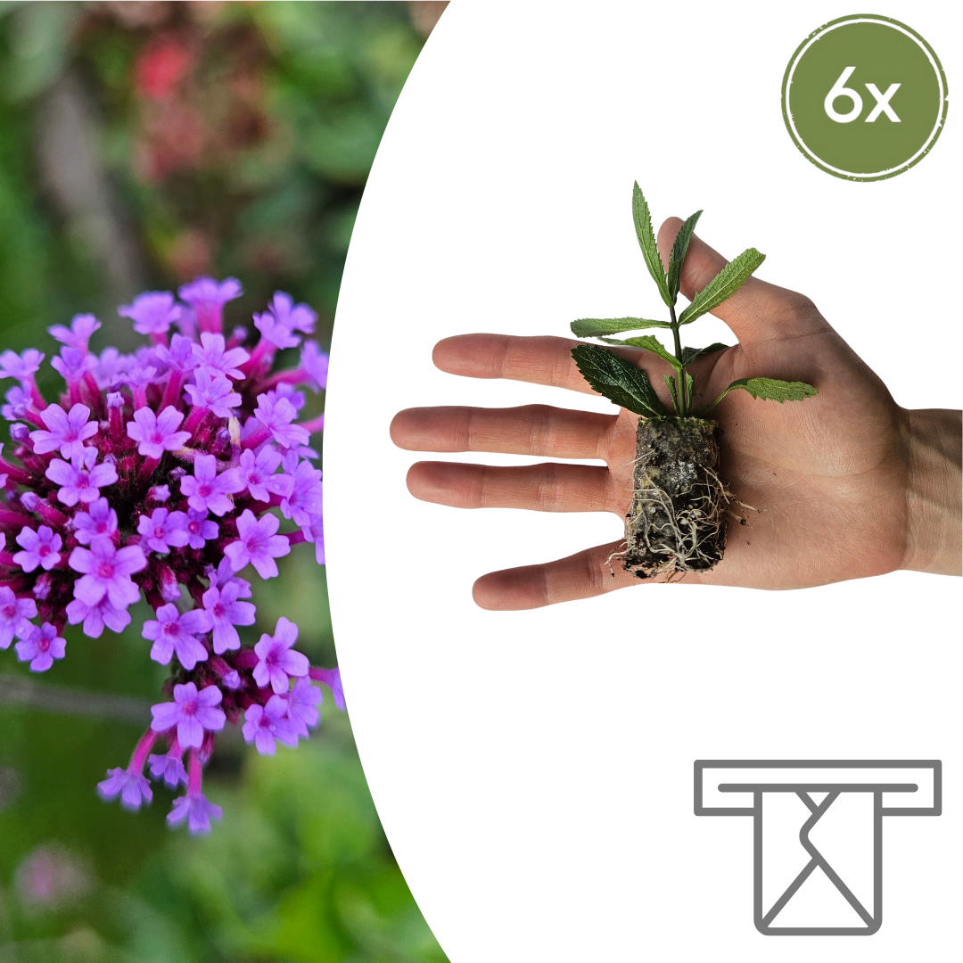 Verbena Zelf Kweken (plug) (6 stuks) potmaat 3 cm hoogte 4 cm