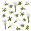 Tillandsia Air mix - 20 stuks - 6 cm - ø6