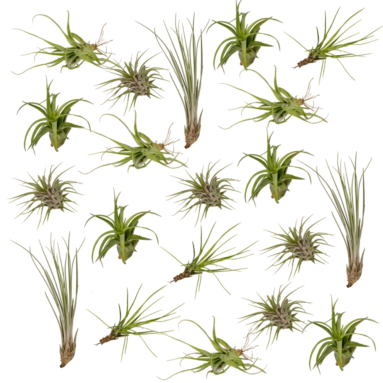 Tillandsia Air mix - 20 stuks - 6 cm - ø6