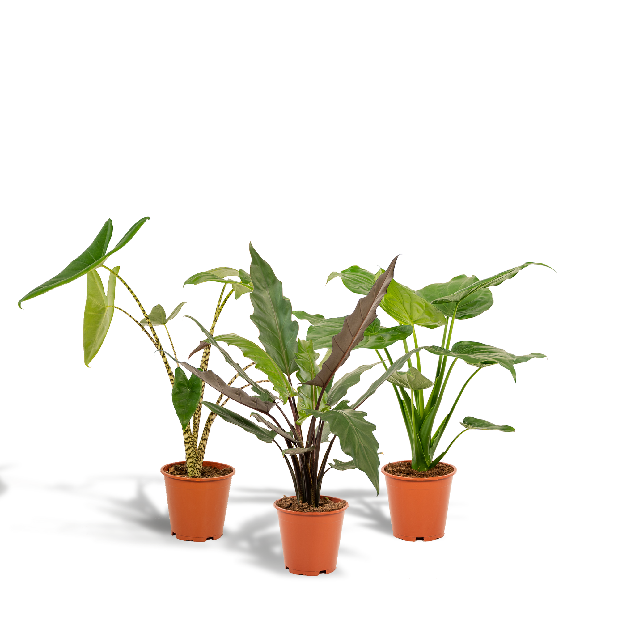 Alocasia Zebrina potmaat 19 cm hoogte 75 cm + Alocasia Cucullata potmaat 19 cm hoogte 60 cm + Alocasia Lauterbachiana potmaat 19 cm hoogte 75 cm
