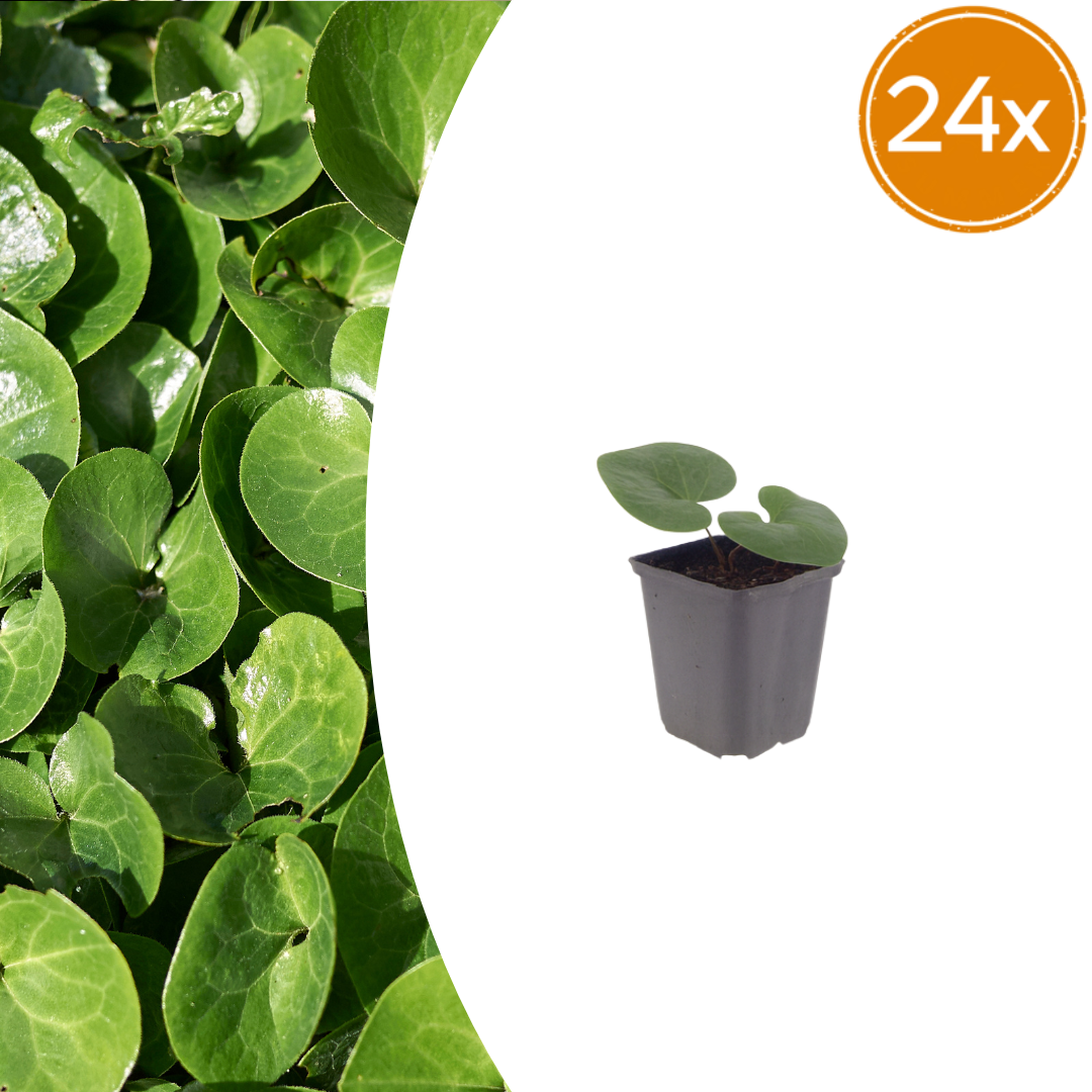 Asarum europaeum potmaat 9 cm hoogte 10 tot 25 cm