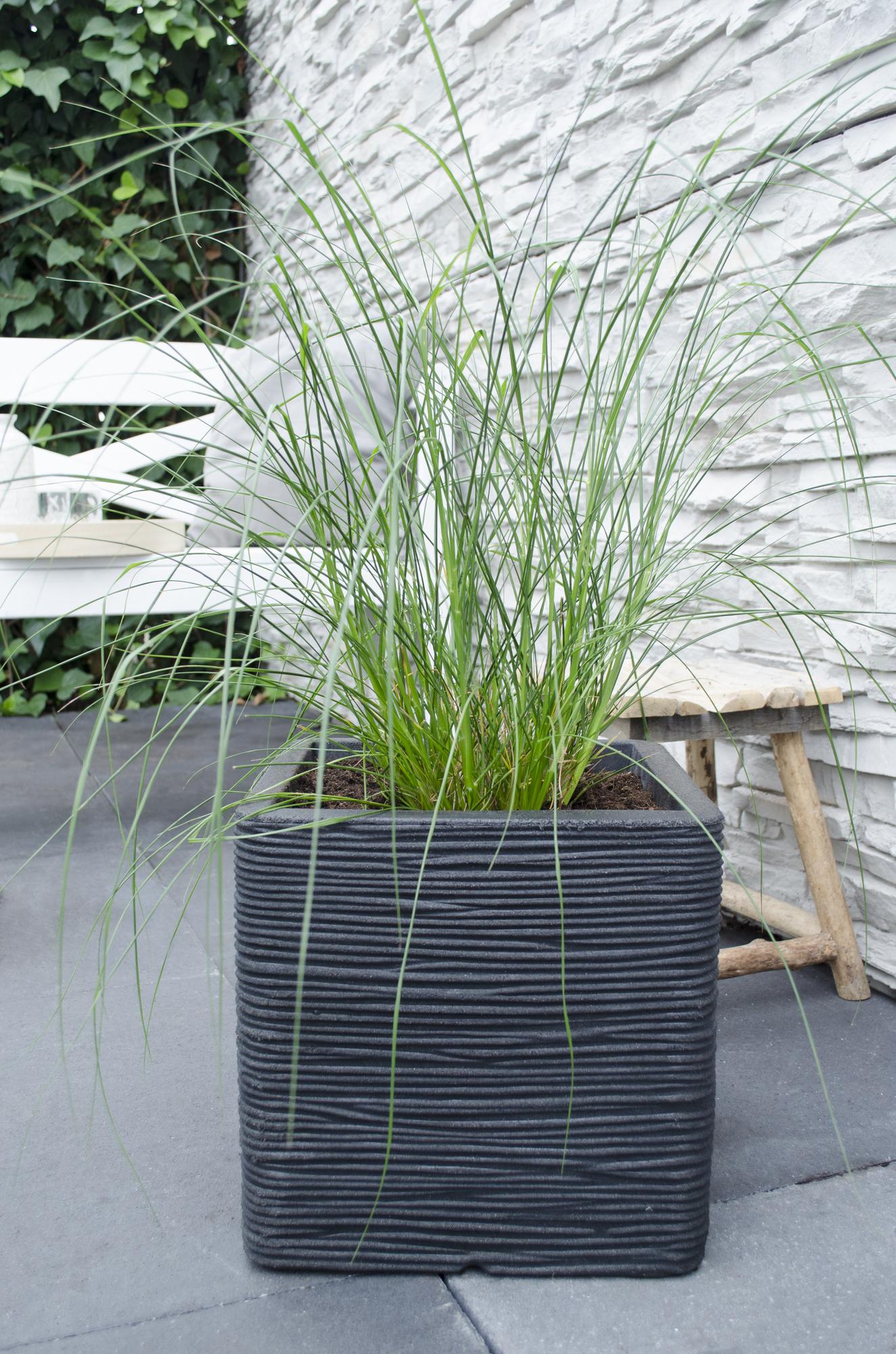 Pennisetum alopecuroides 'Hameln' - Ø19cm - ↕40cm - Ø19 - ↨40cm