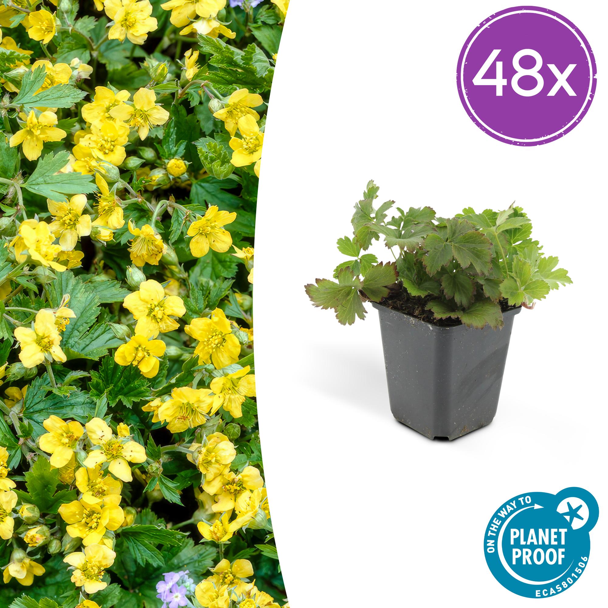 Waldsteinia ternata potmaat 9 cm hoogte 10 tot 25 cm
