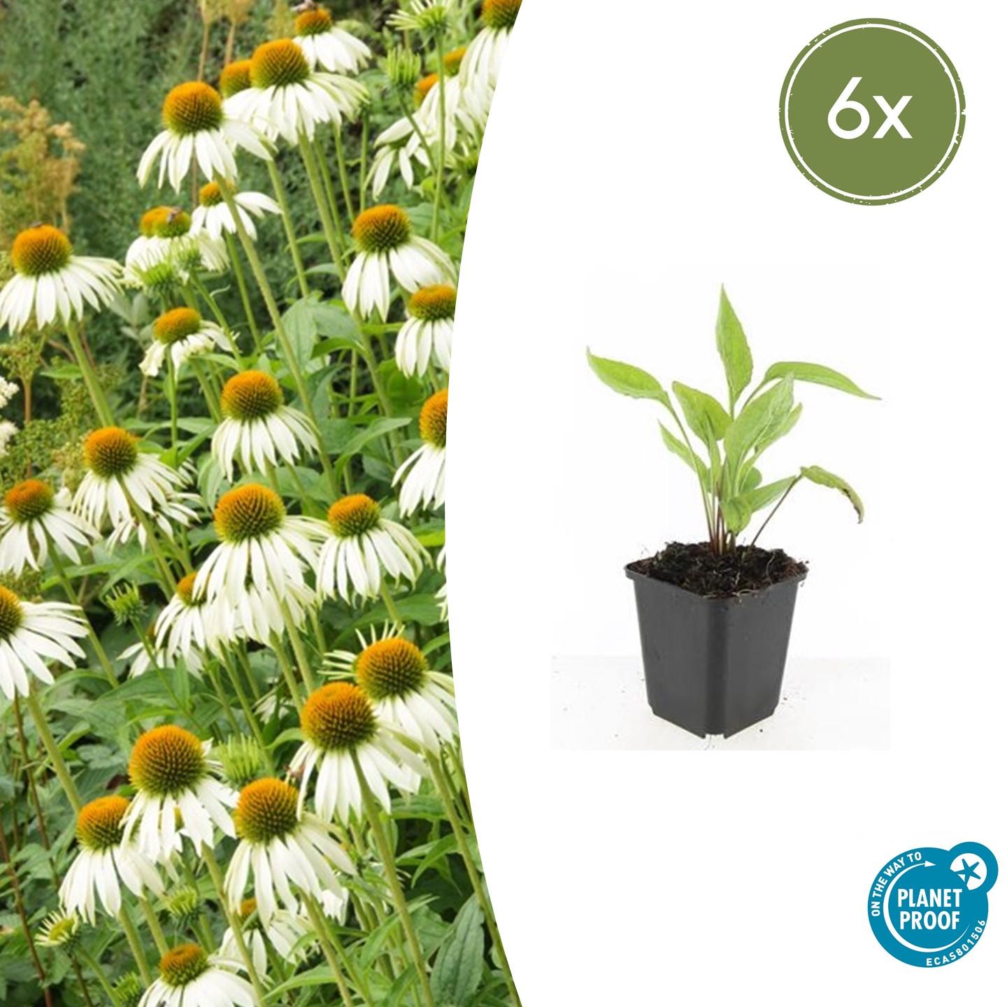 Echinacea p. 'White Swan' potmaat 9 cm hoogte 10 tot 25 cm