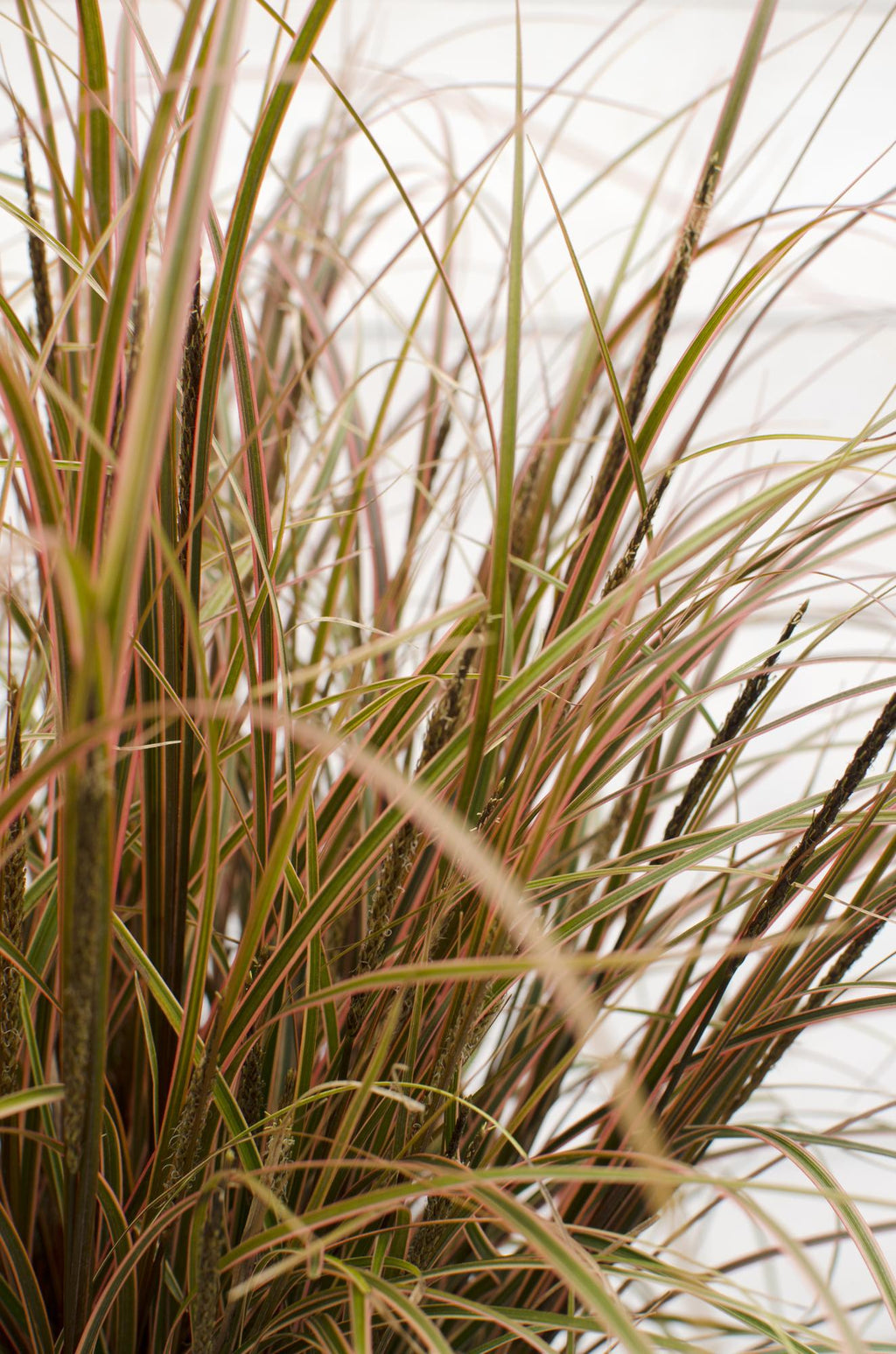 Uncinia rubra Everflame - Ø19cm - ↕40cm - Ø19 - ↨40cm