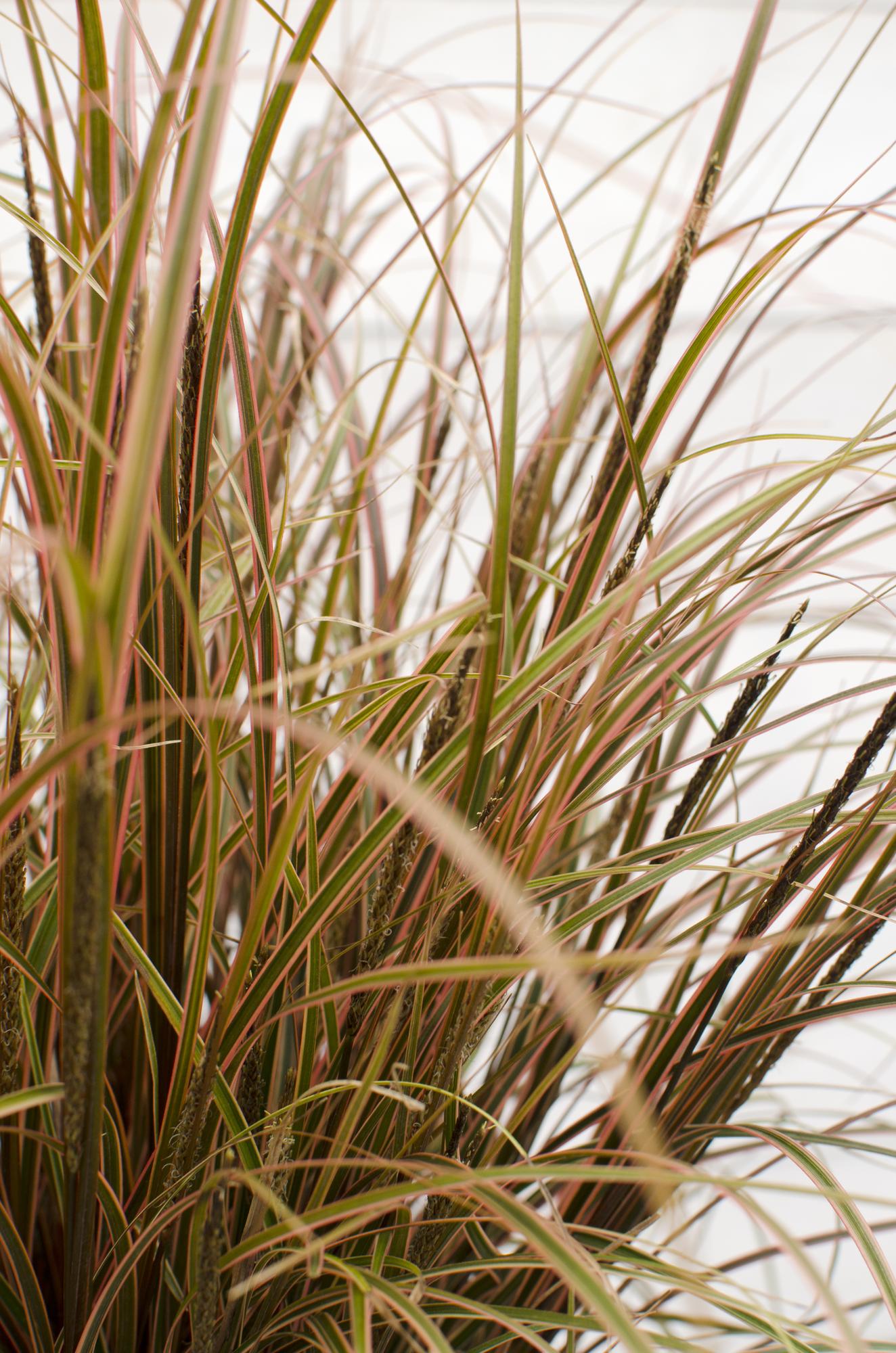 Uncinia rubra Everflame - Ø19cm - ↕40cm - Ø19 - ↨40cm