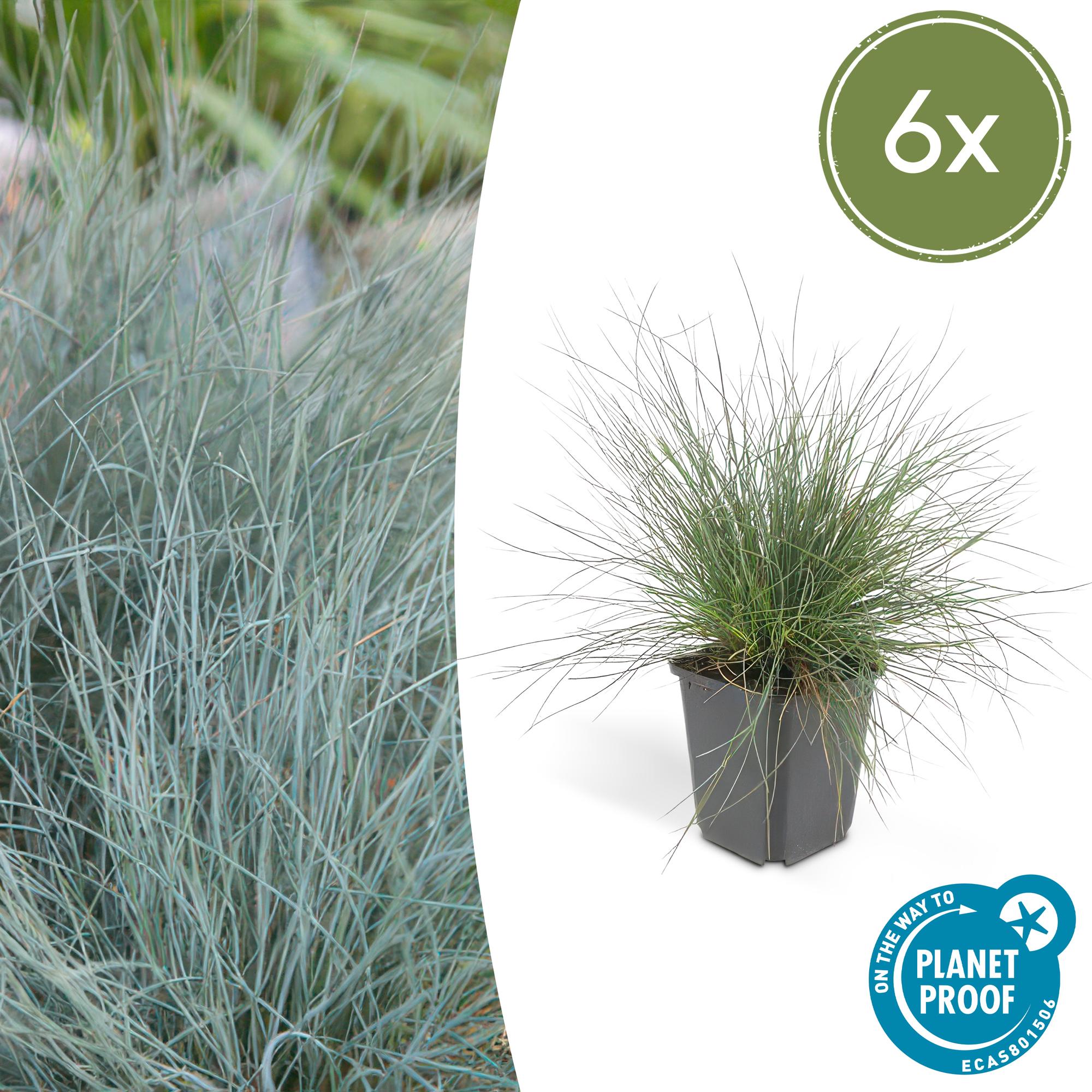 Festuca glauca 'Elijah Bleu' potmaat 9 cm hoogte 10 tot 25 cm