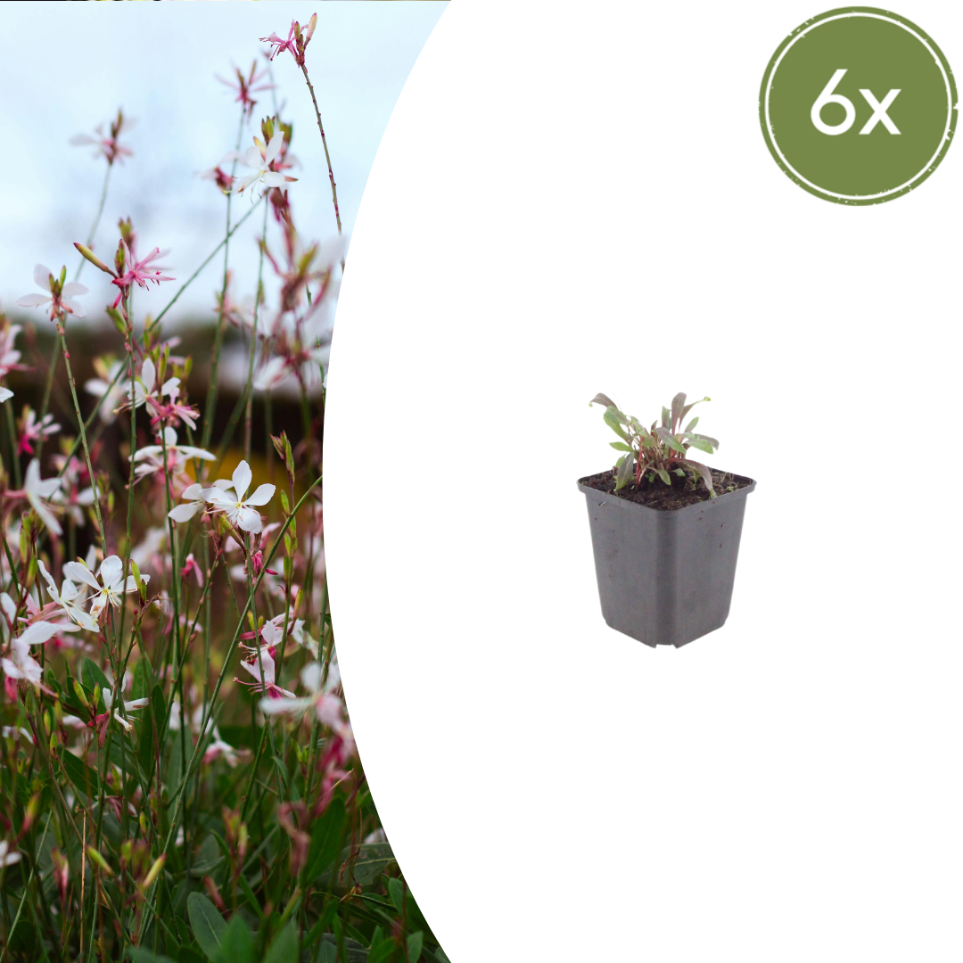 Gaura l. 'Siskiyou Pink' potmaat 9 cm hoogte 10 tot 25 cm