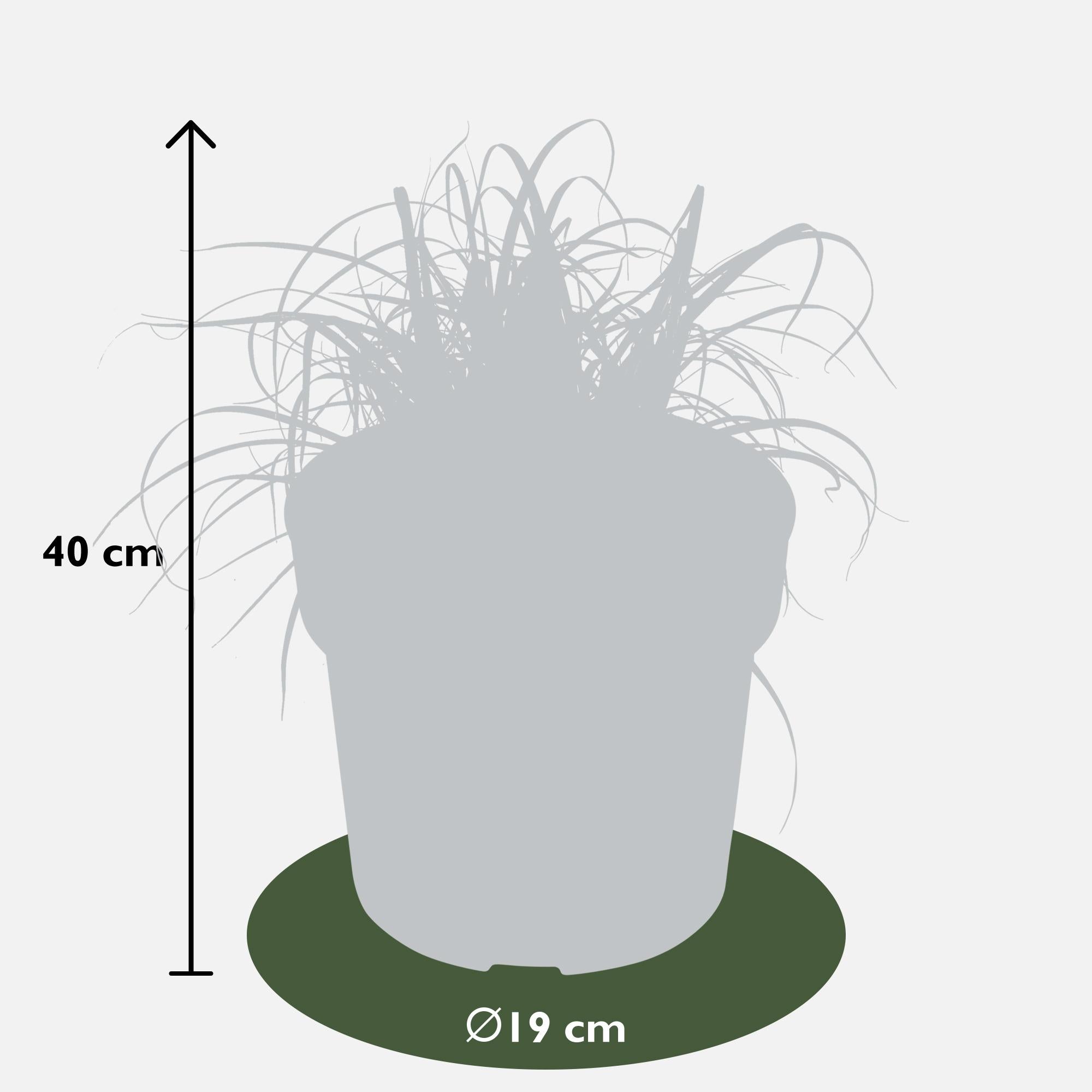 Uncinia rubra Everflame - Ø19cm - ↕40cm - Ø19 - ↨40cm