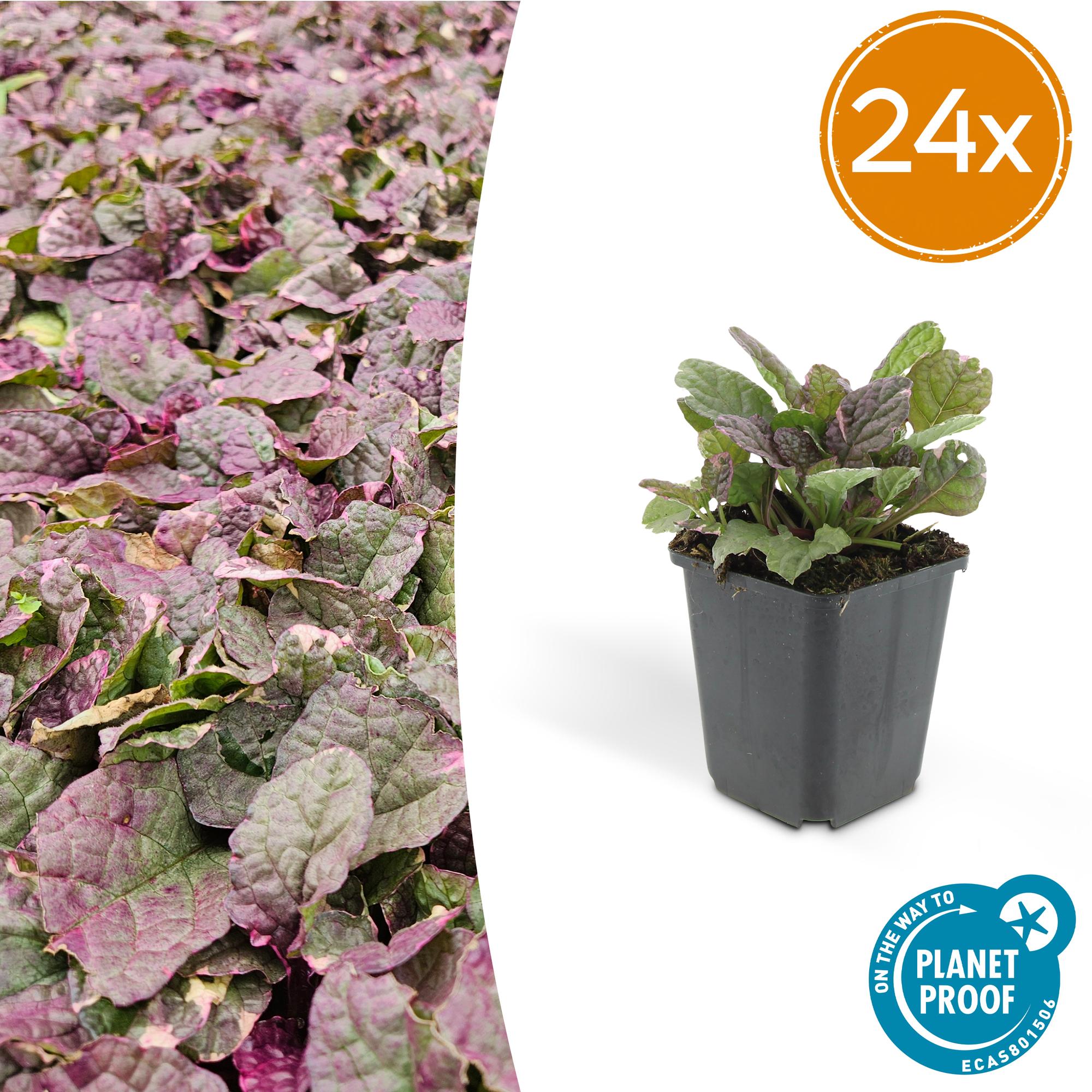Ajuga reptans 'Burgundy Glow' potmaat 9 cm hoogte 10 tot 25 cm