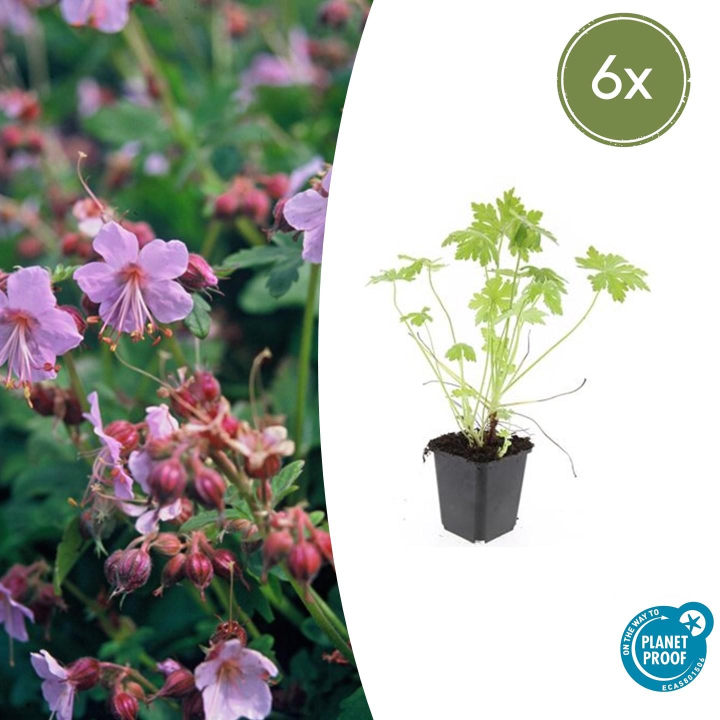 Geranium macrorrhizum potmaat 9 cm hoogte 10 tot 25 cm