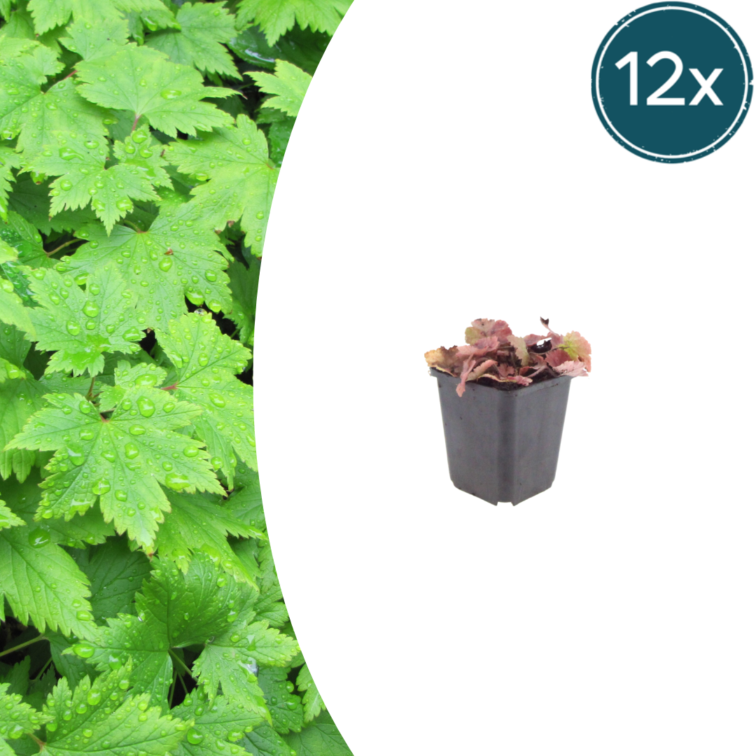 Tiarella cordifolia potmaat 9 cm hoogte 10 tot 25 cm