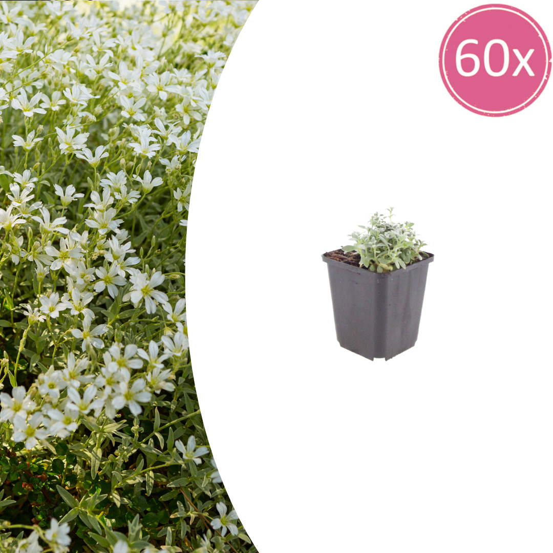 Cerastium tomentosum potmaat 9 cm hoogte 10 tot 25 cm