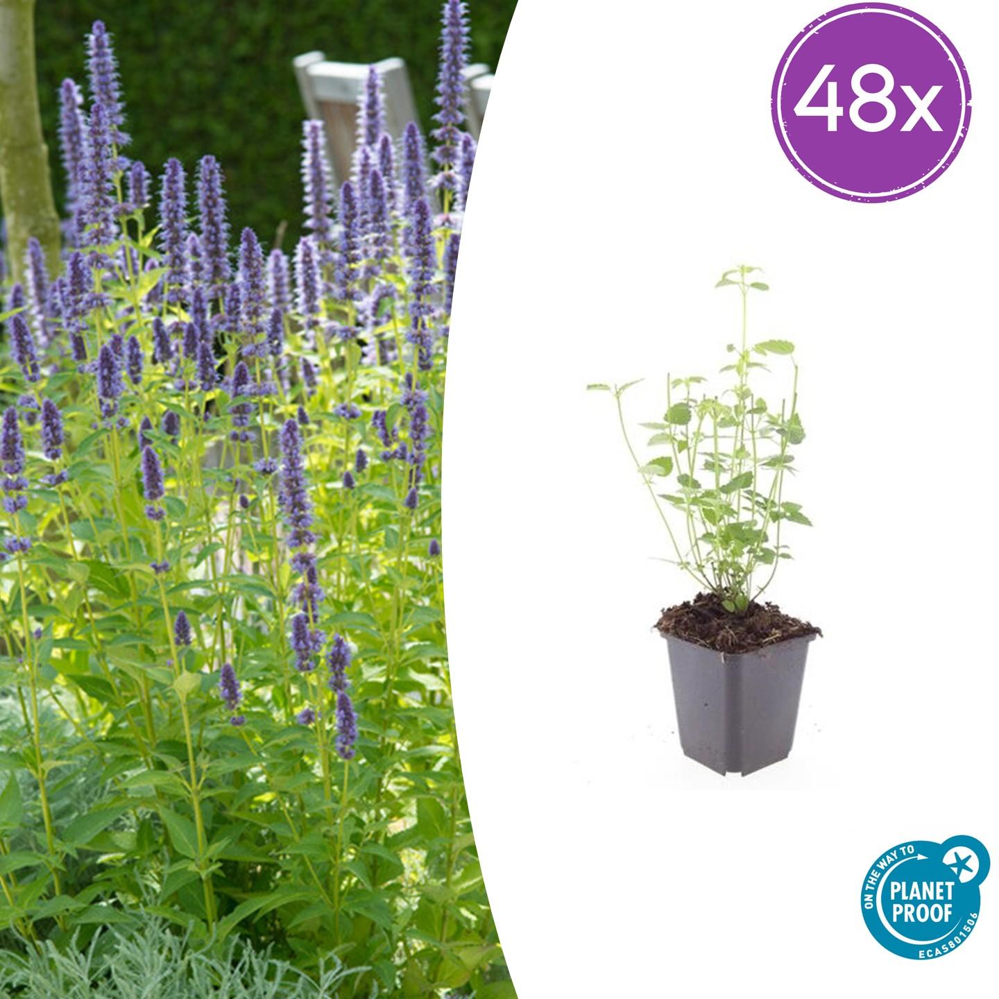 Agastache 'Black Adder' potmaat 9 cm hoogte 10 tot 25 cm