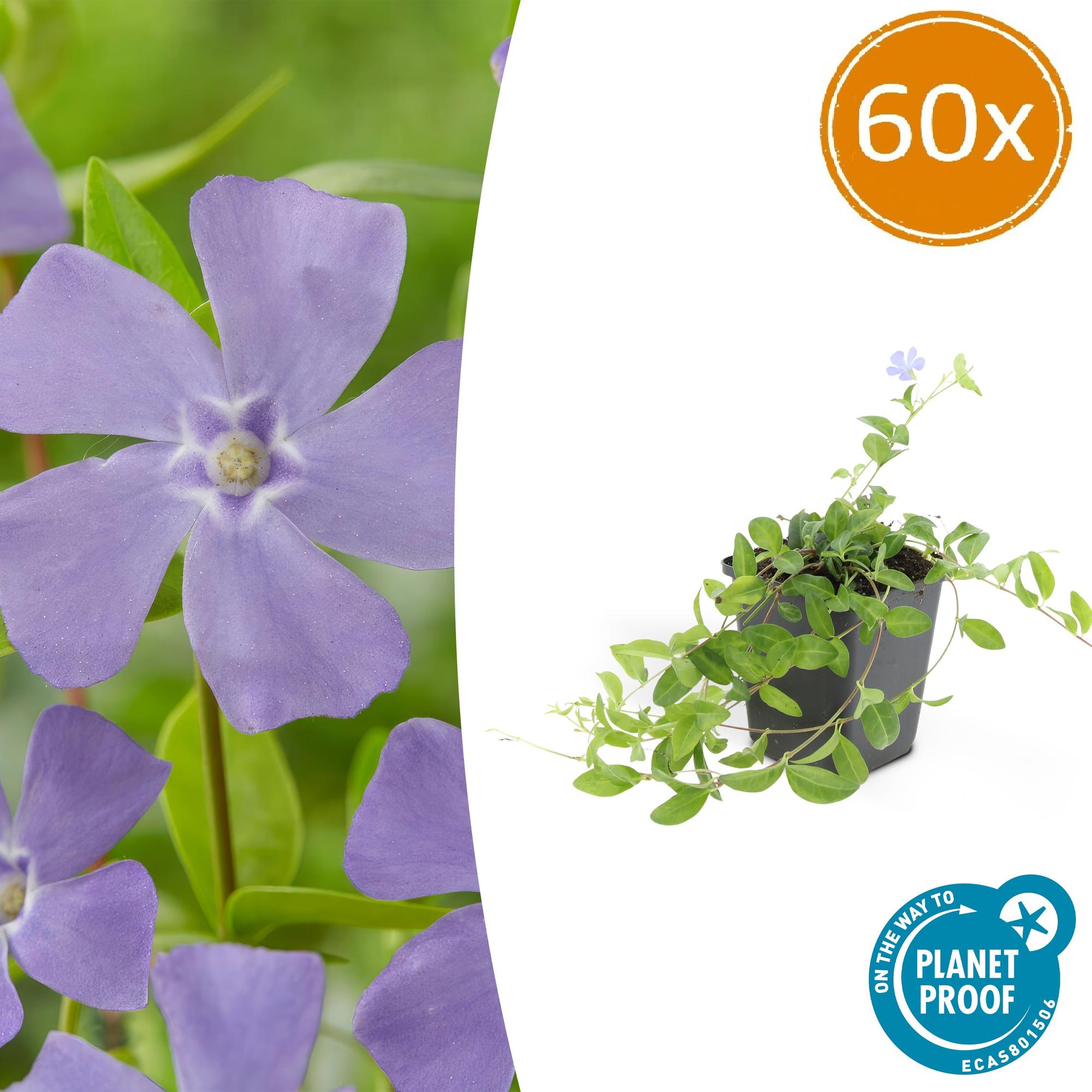 Vinca minor 'La Grave' potmaat 9 cm hoogte 10 tot 25 cm