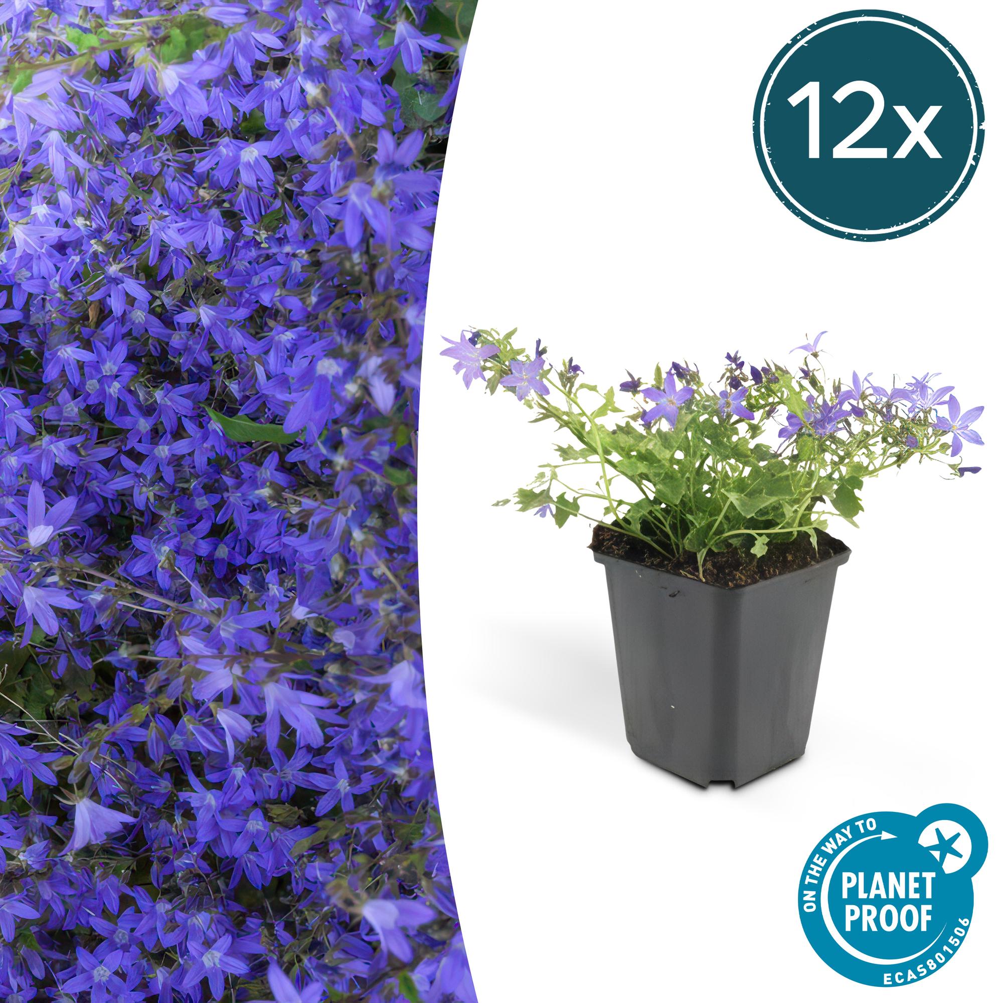 Campanula poscharskyana 'Stella' potmaat 9 cm hoogte 10 tot 25 cm
