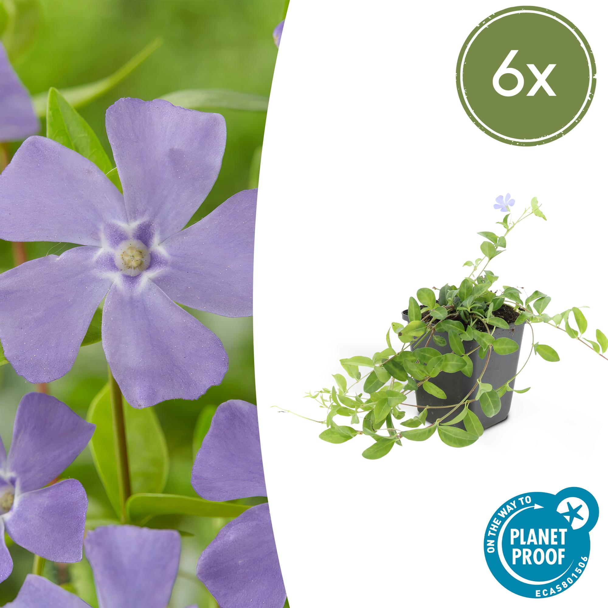 Vinca minor potmaat 9 cm hoogte 10 tot 25 cm