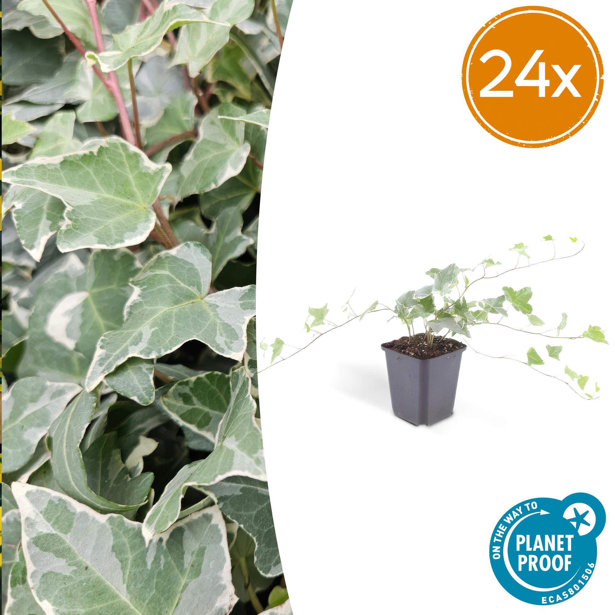 Hedera helix 'Glacier' potmaat 9 cm hoogte 10 tot 25 cm