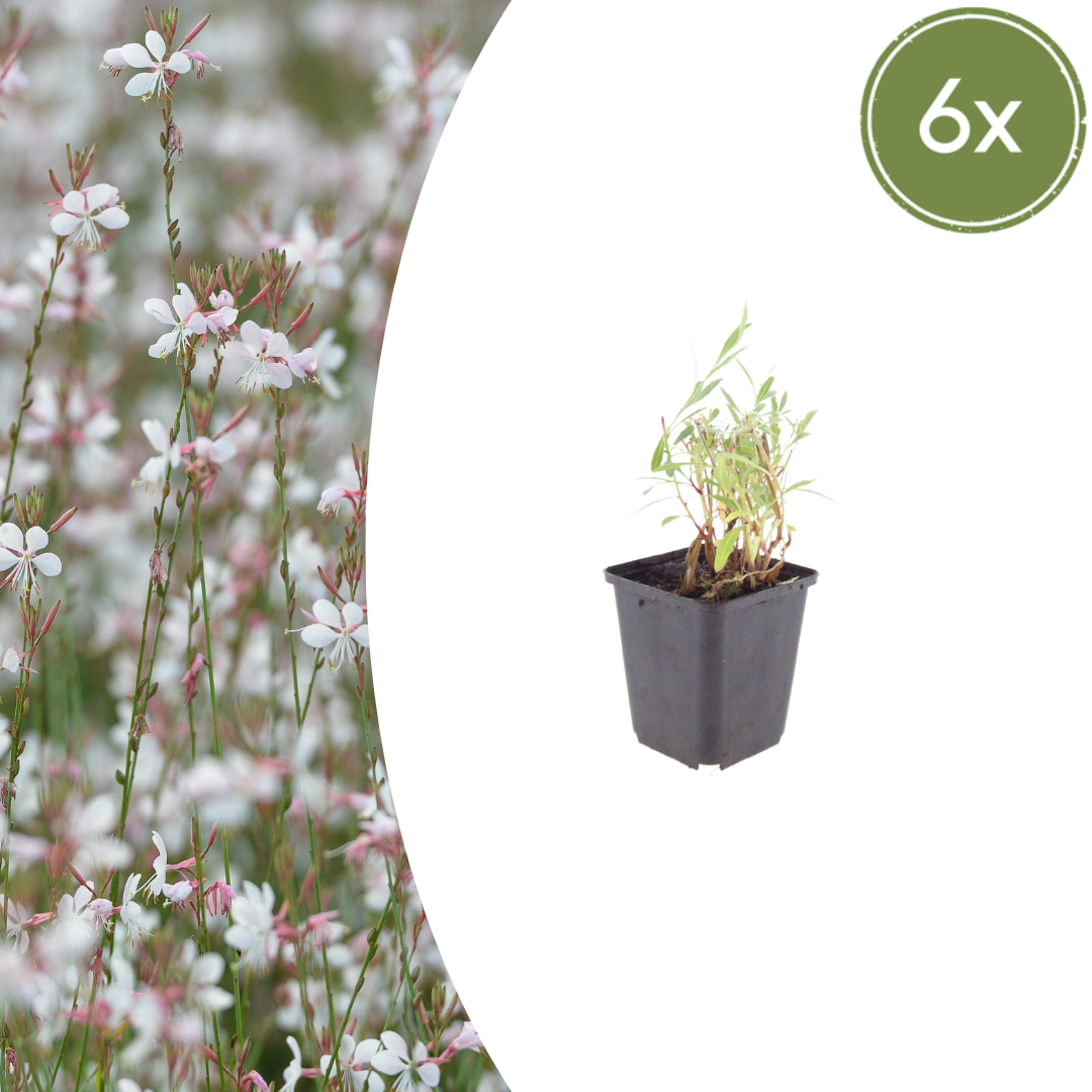 Gaura lindheimeri potmaat 9 cm hoogte 10 tot 25 cm
