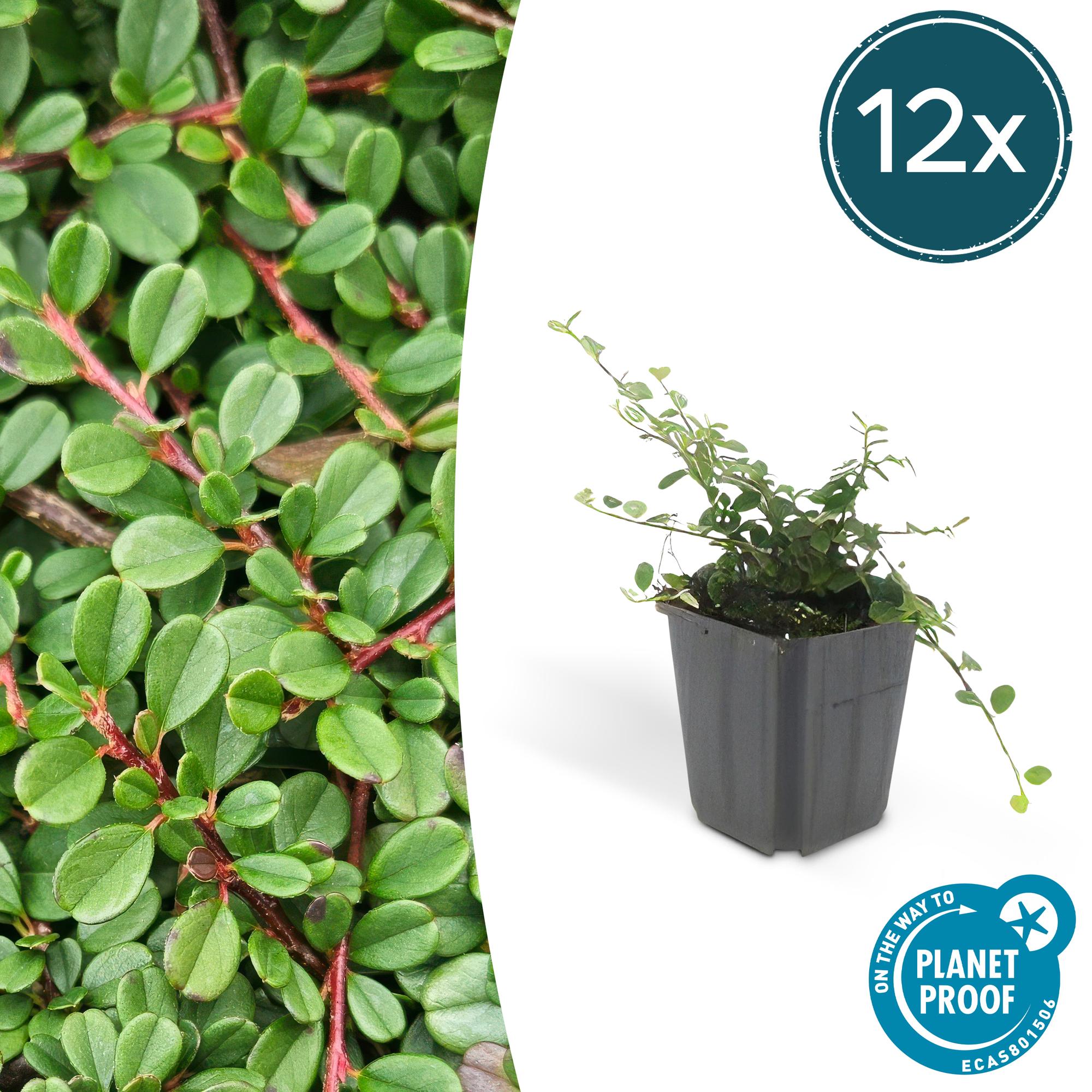 Cotoneaster pr. 'Streib's Findling' potmaat 9 cm hoogte 10 tot 25 cm