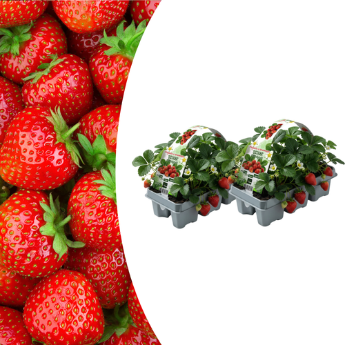 Aardbeien (Fragaria) 100% Biologisch (6 pack) potmaat 7 cm hoogte 15 cm
