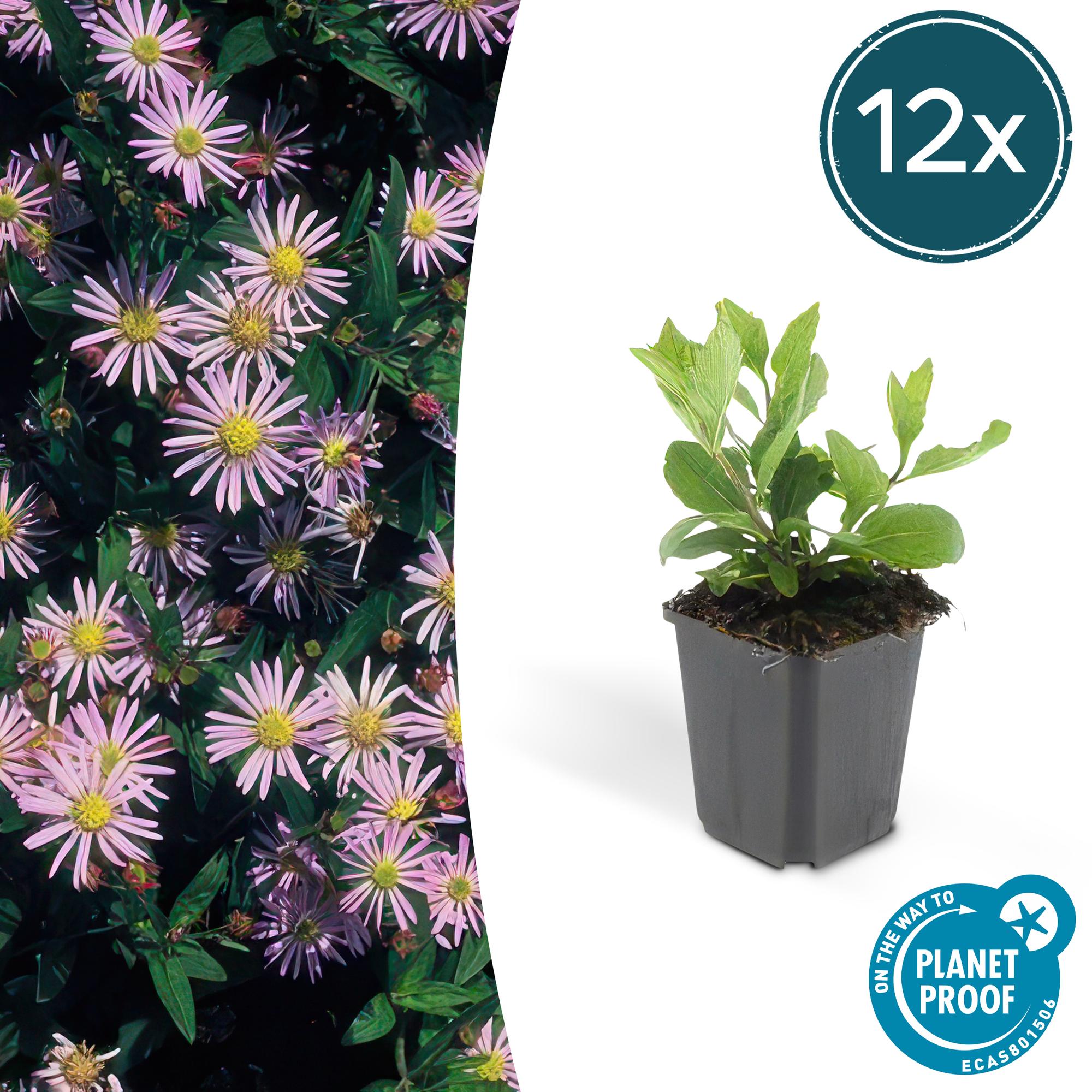 Aster ageratoides 'Asran' potmaat 9 cm hoogte 10 tot 25 cm