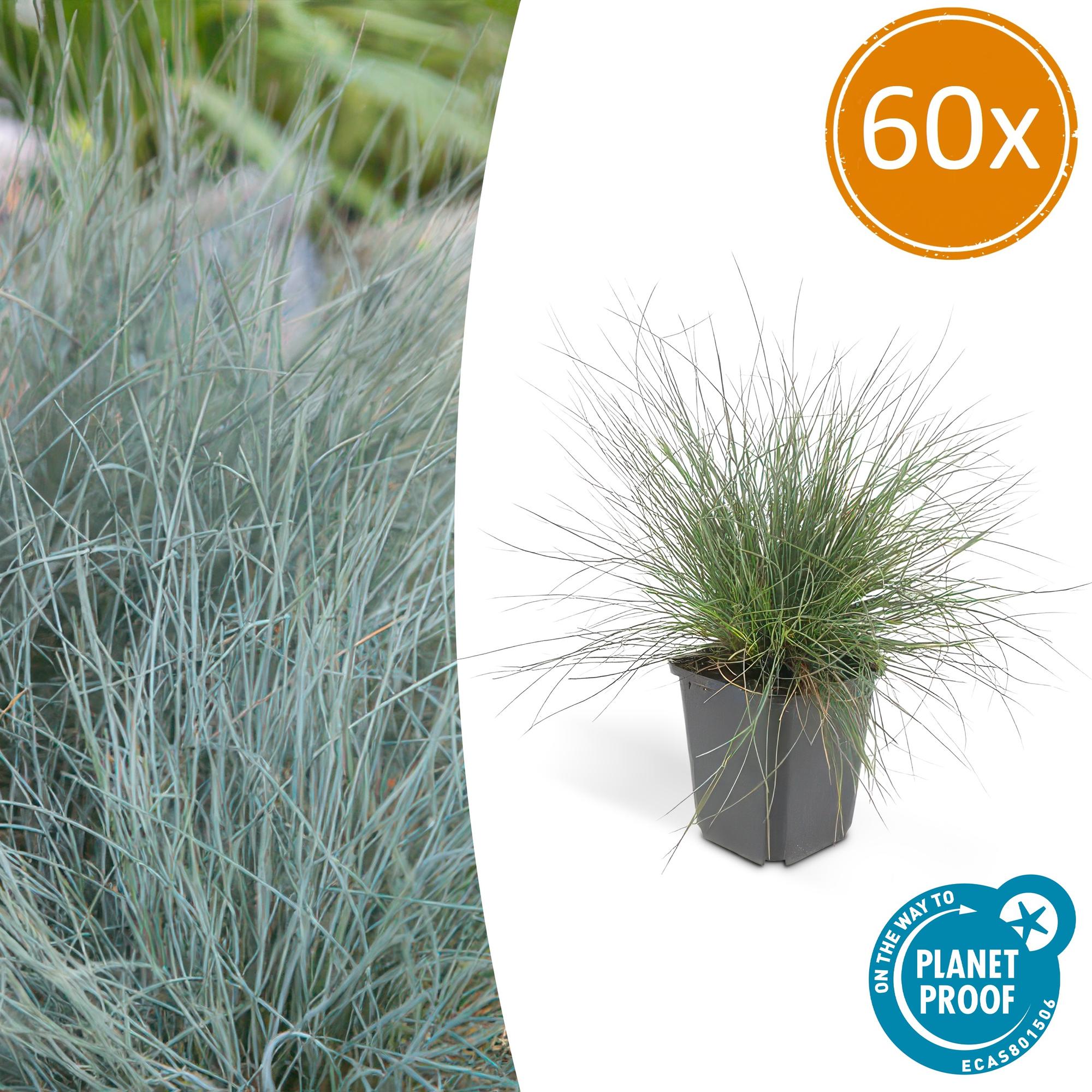 Festuca glauca 'Elijah Bleu' potmaat 9 cm hoogte 10 tot 25 cm