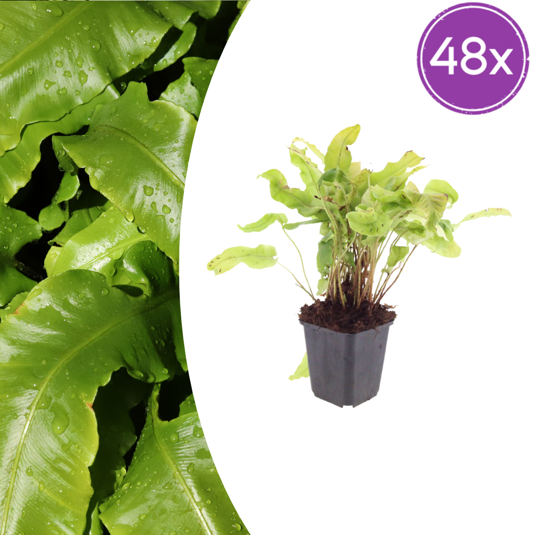 Asplenium scolopendrium potmaat 9 cm hoogte 10 tot 25 cm