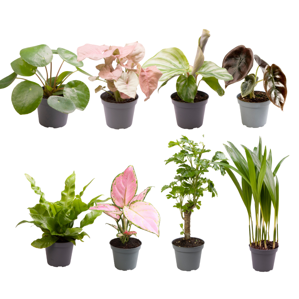 Baby Plantjes Verrassingsbox potmaat 6 cm hoogte 12 cm