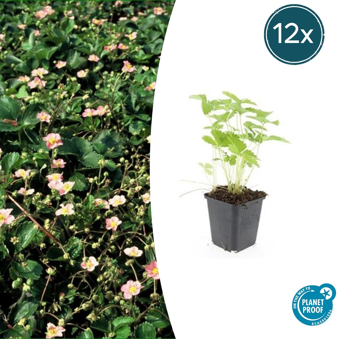 Fragaria vesca potmaat 9 cm hoogte 10 tot 25 cm