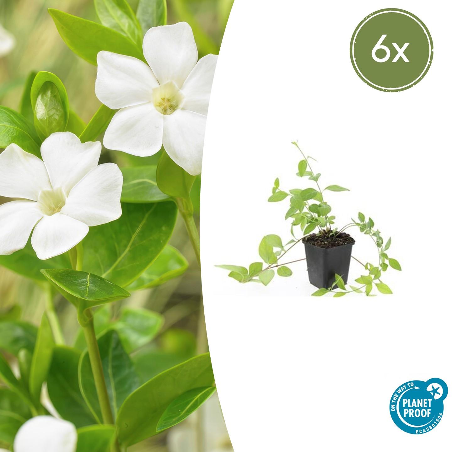 Vinca major 'Alba' potmaat 9 cm hoogte 10 tot 25 cm