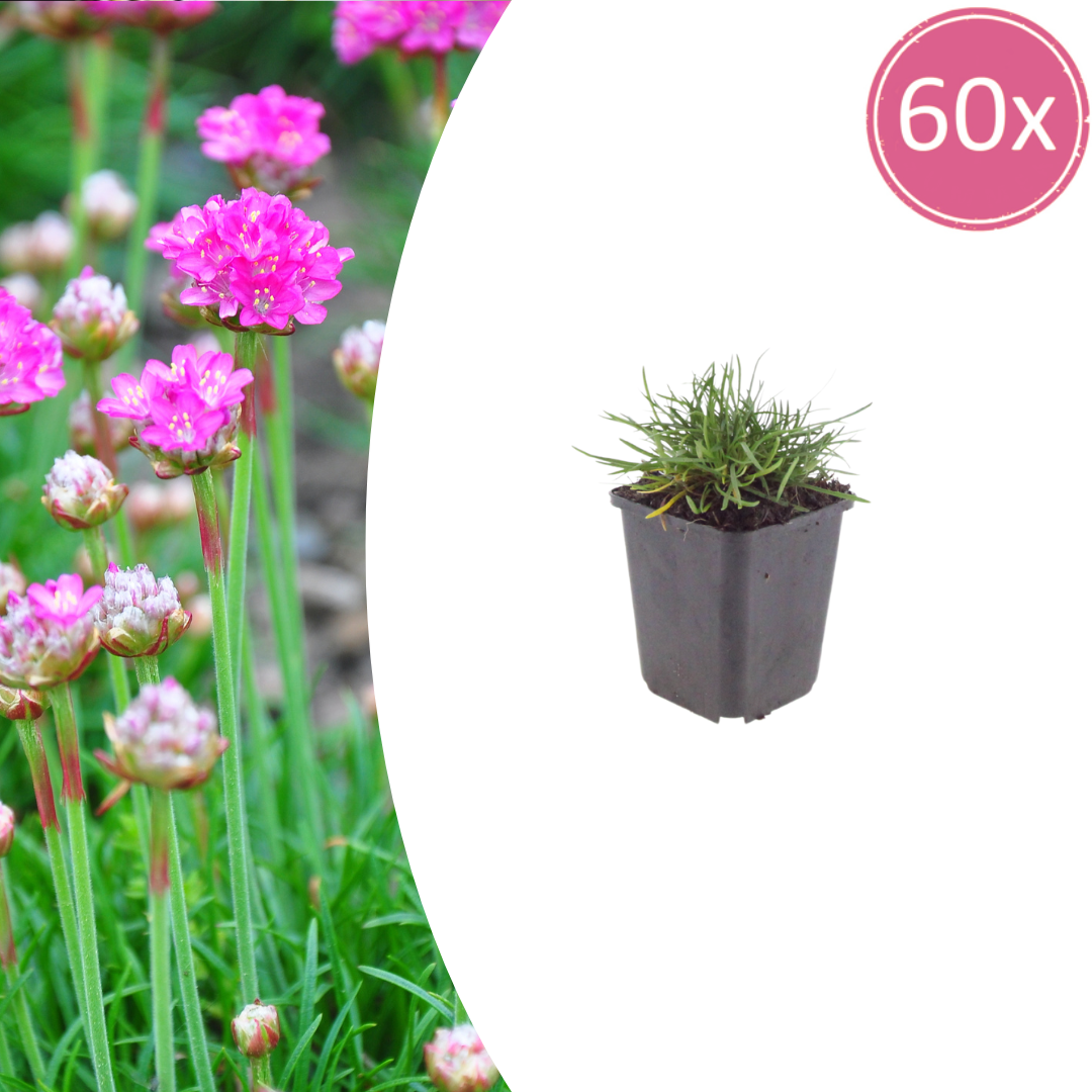 Armeria m. 'Splendens' potmaat 9 cm hoogte 10 tot 25 cm