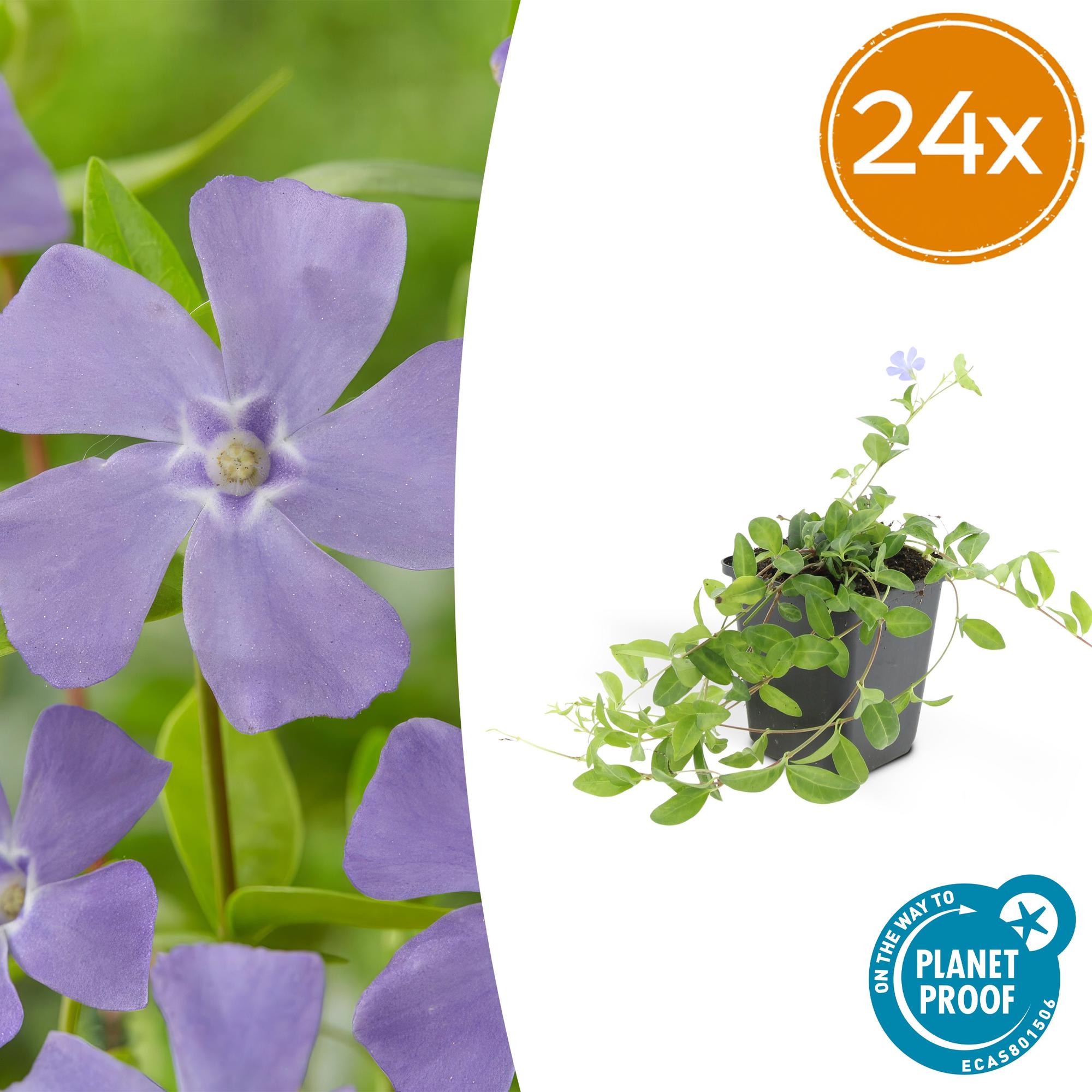 Vinca minor 'La Grave' potmaat 9 cm hoogte 10 tot 25 cm