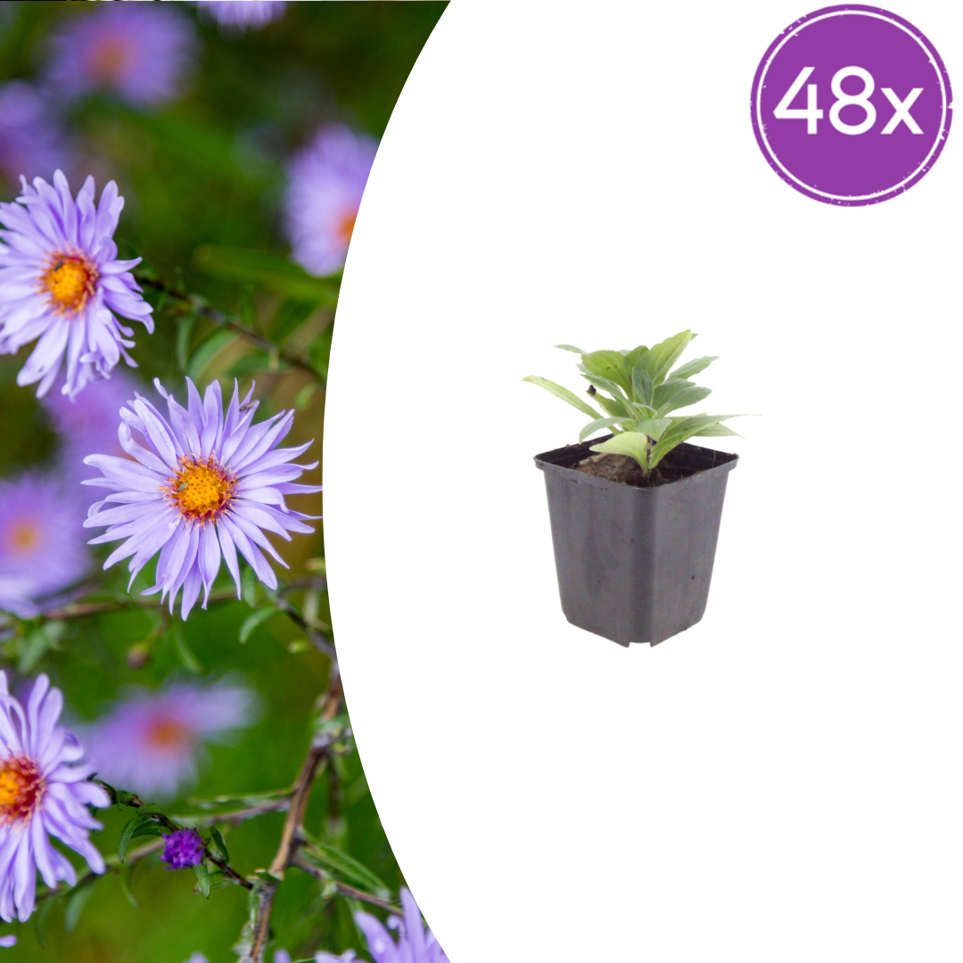 Aster frikartii 'Monch' potmaat 9 cm hoogte 10 tot 25 cm