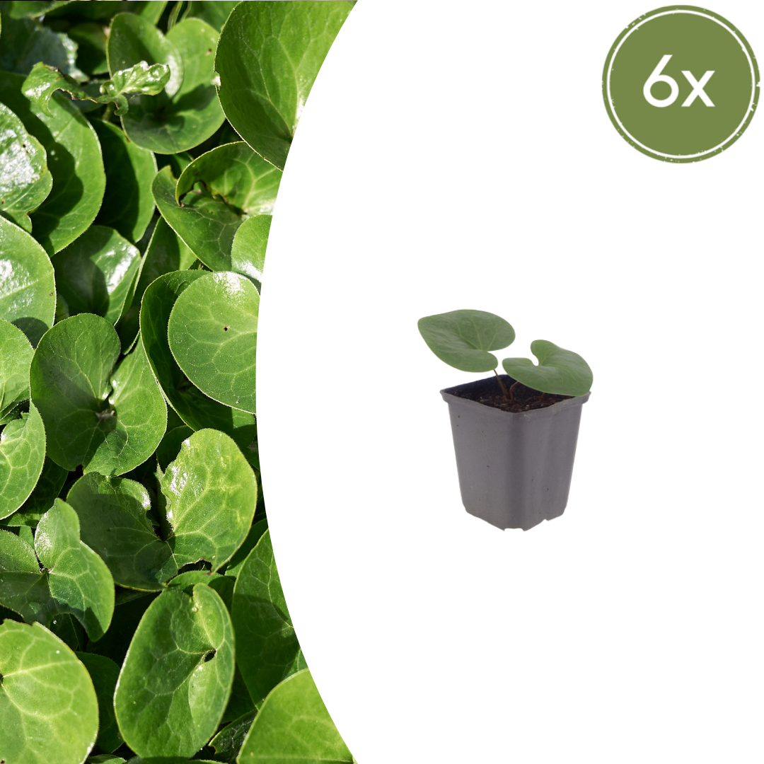 Asarum europaeum potmaat 9 cm hoogte 10 tot 25 cm