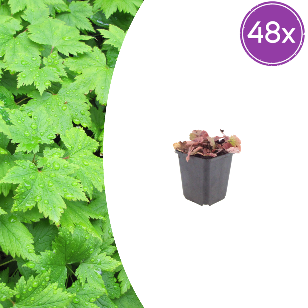 Tiarella cordifolia potmaat 9 cm hoogte 10 tot 25 cm
