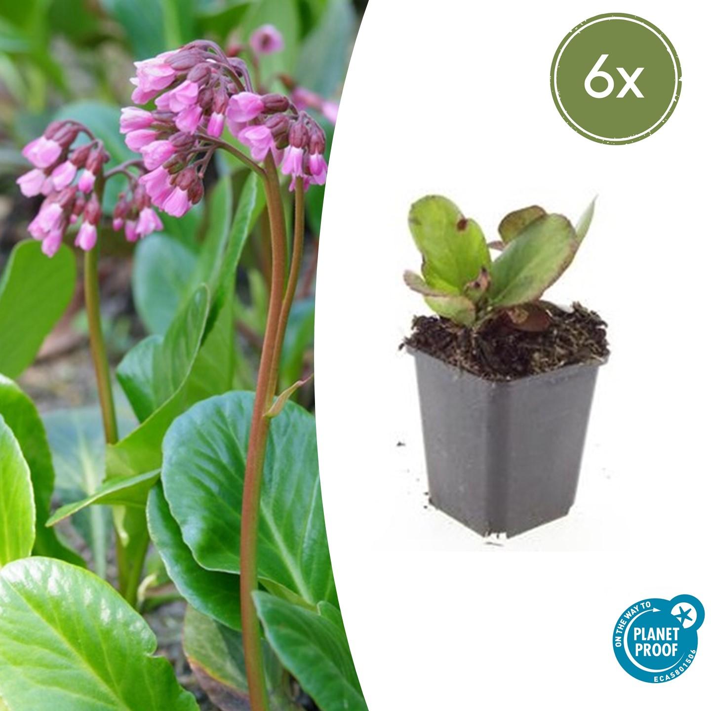 Bergenia cordifolia 'Herbstblüte' potmaat 9 cm hoogte 10 tot 25 cm