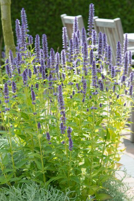 Agastache 'Black Adder' potmaat 9 cm hoogte 10 tot 25 cm