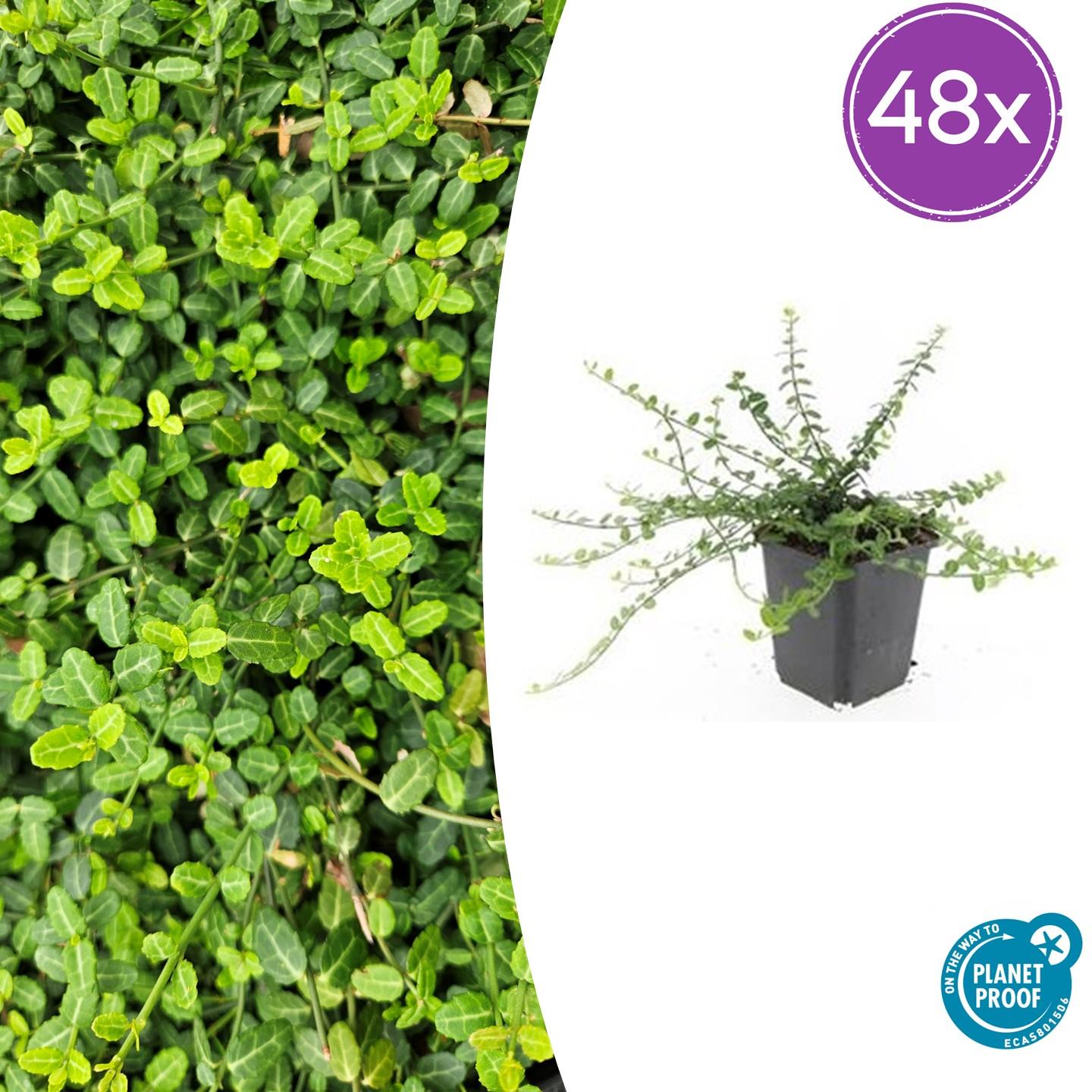 Euonymus fort. 'Minimus' potmaat 9 cm hoogte 10 tot 25 cm