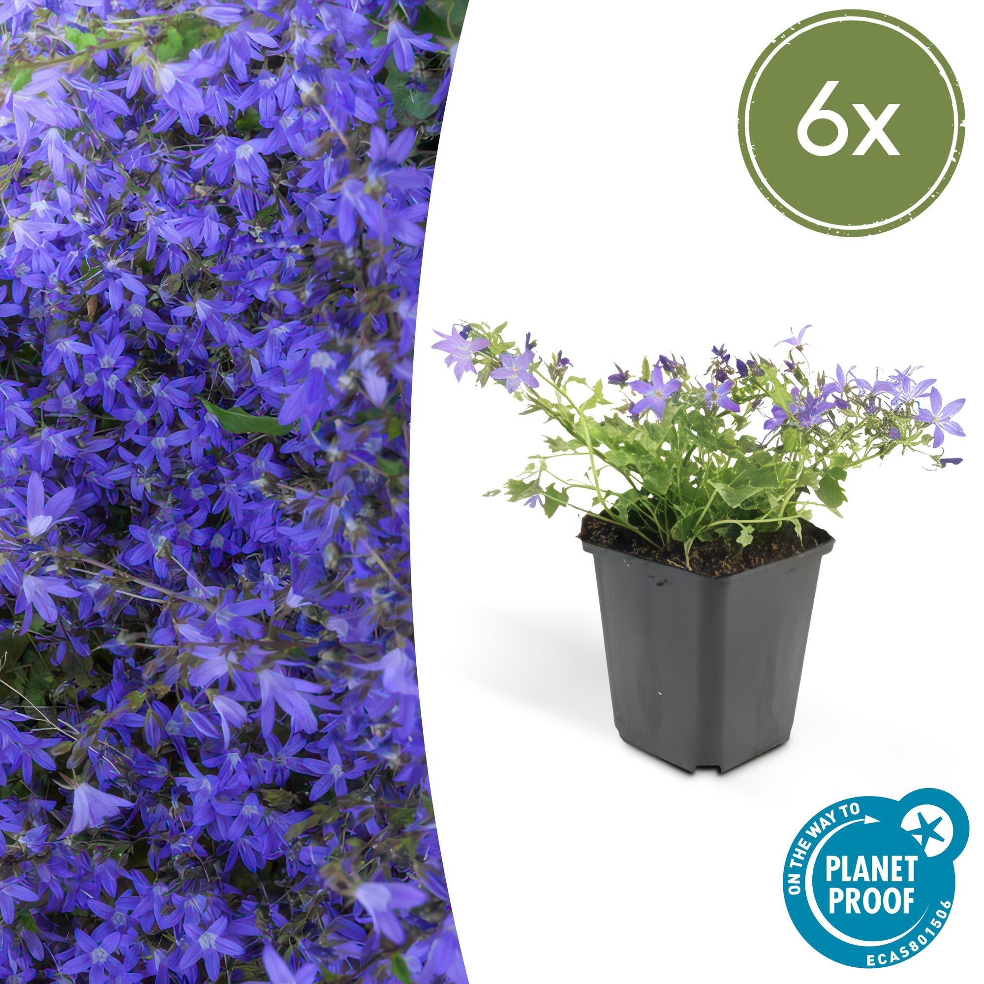 Campanula poscharskyana 'Stella' potmaat 9 cm hoogte 10 tot 25 cm