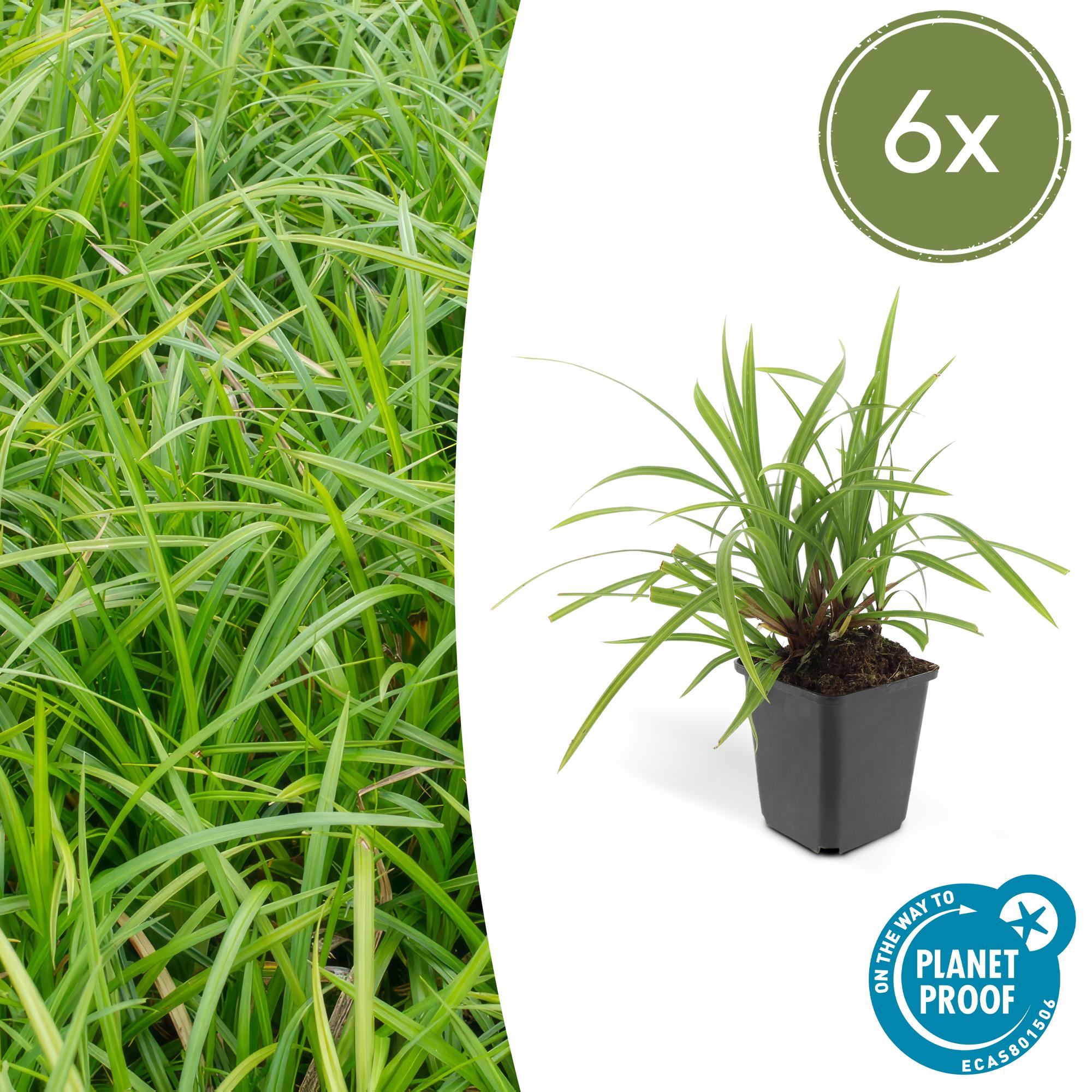 Carex morrowii 'Irish Green' potmaat 9 cm hoogte 10 tot 25 cm