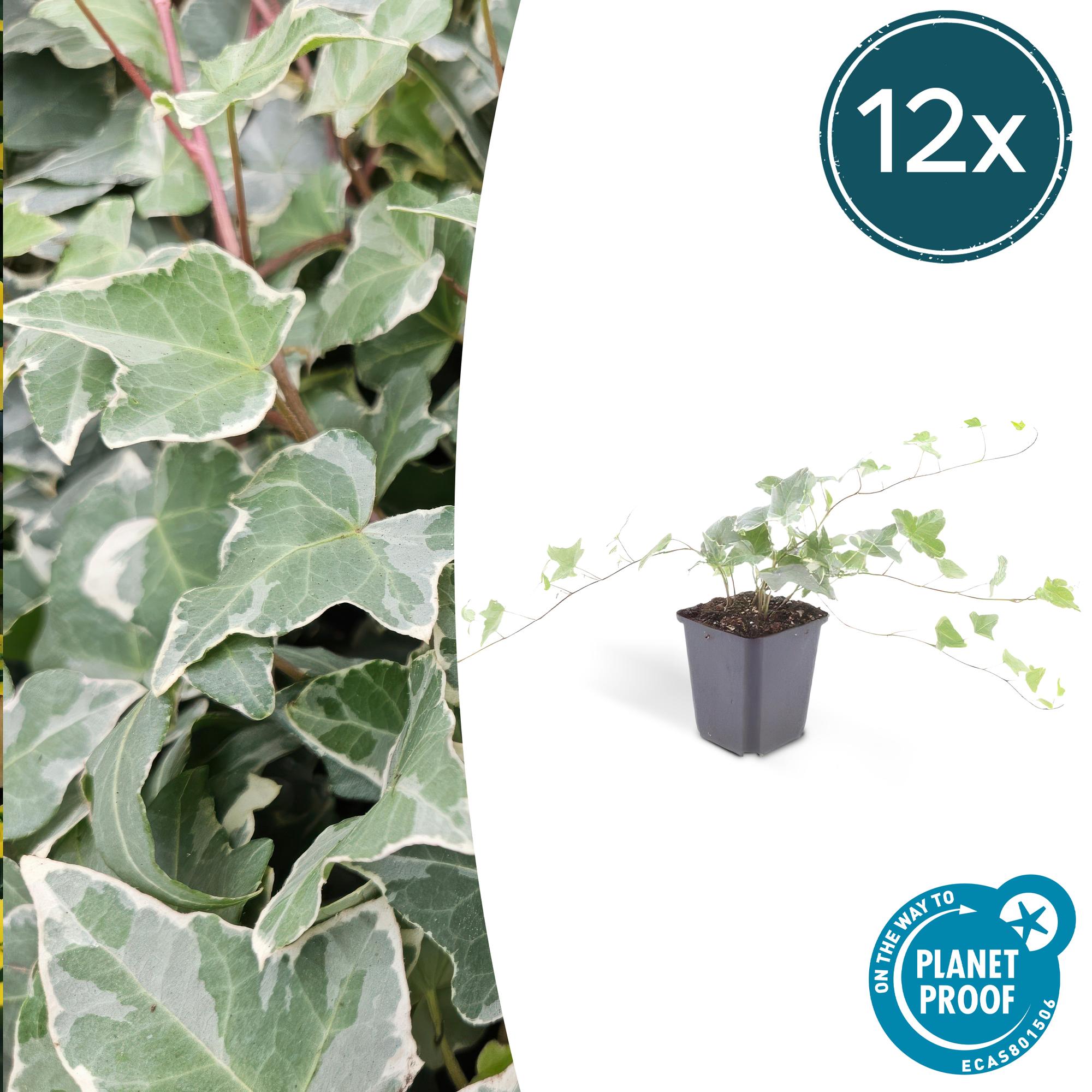Hedera helix 'Glacier' potmaat 9 cm hoogte 10 tot 25 cm