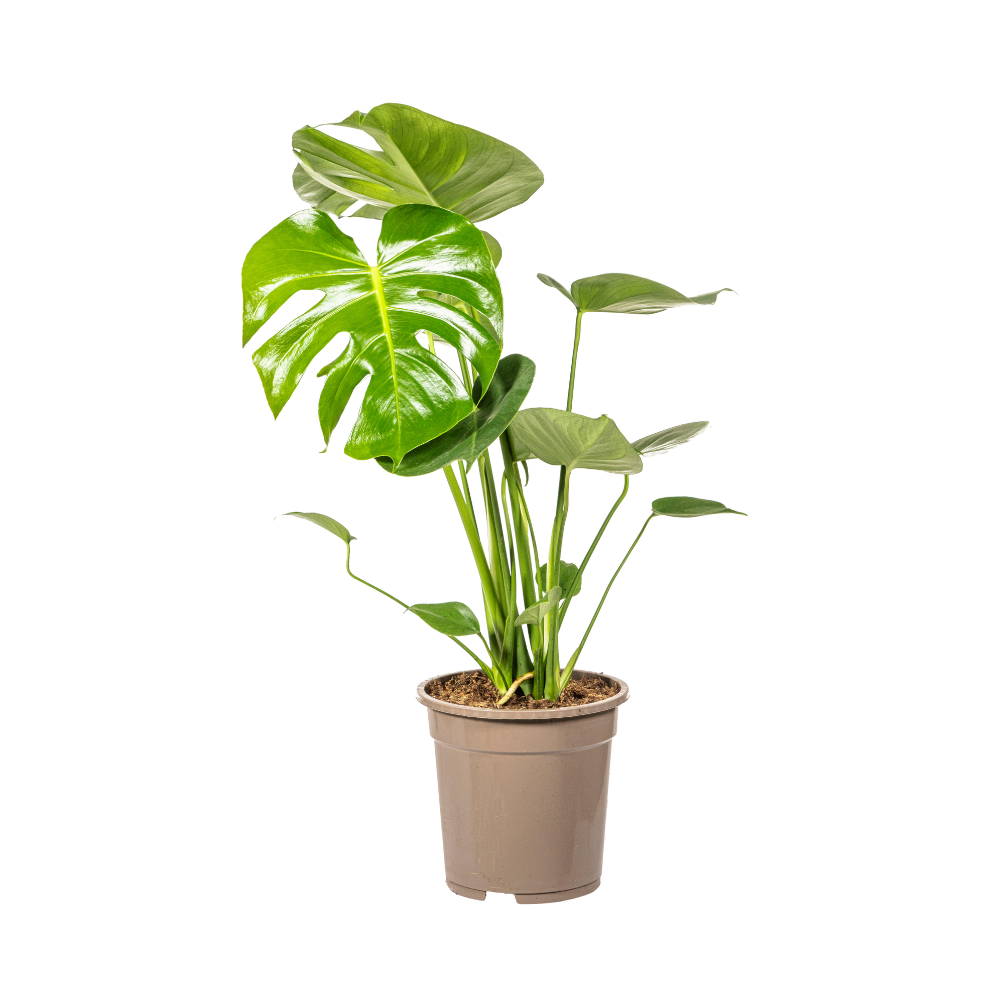 Monstera Deliciosa Tauerii Ø19cm - ↕70 - 90cm