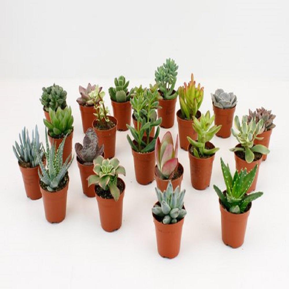 Succulenten Mix (20 stuks) potmaat 6 cm