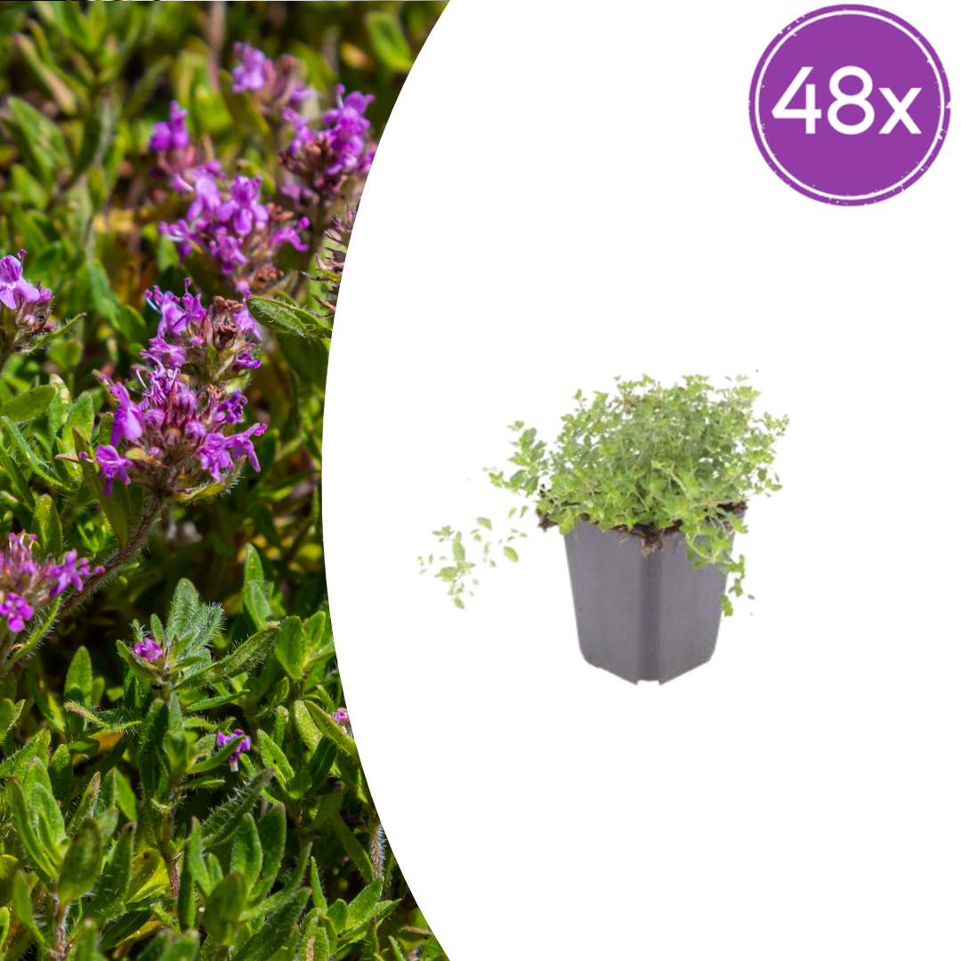 Thymus serpyllum potmaat 9 cm hoogte 10 tot 25 cm
