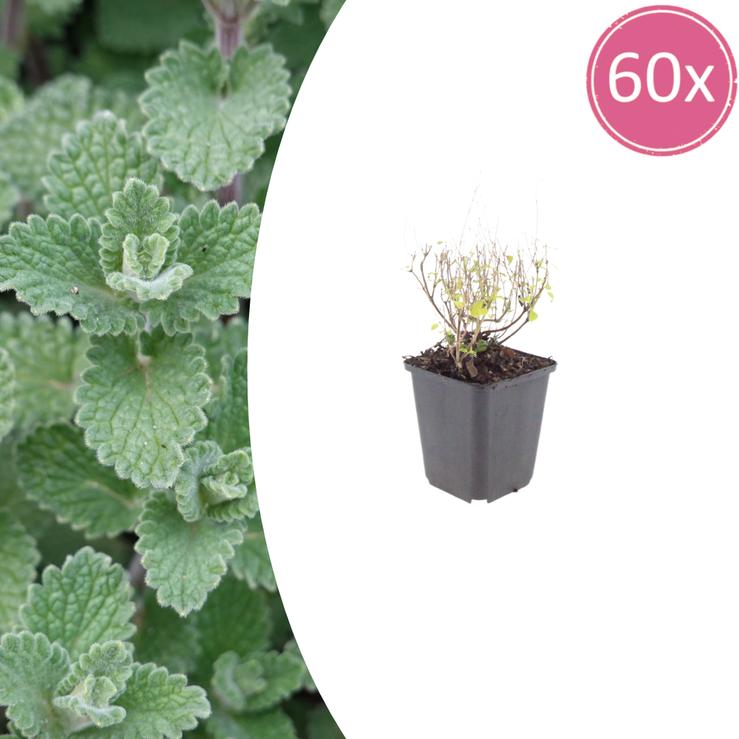 Calamintha n. nepeta potmaat 9 cm hoogte 10 tot 25 cm